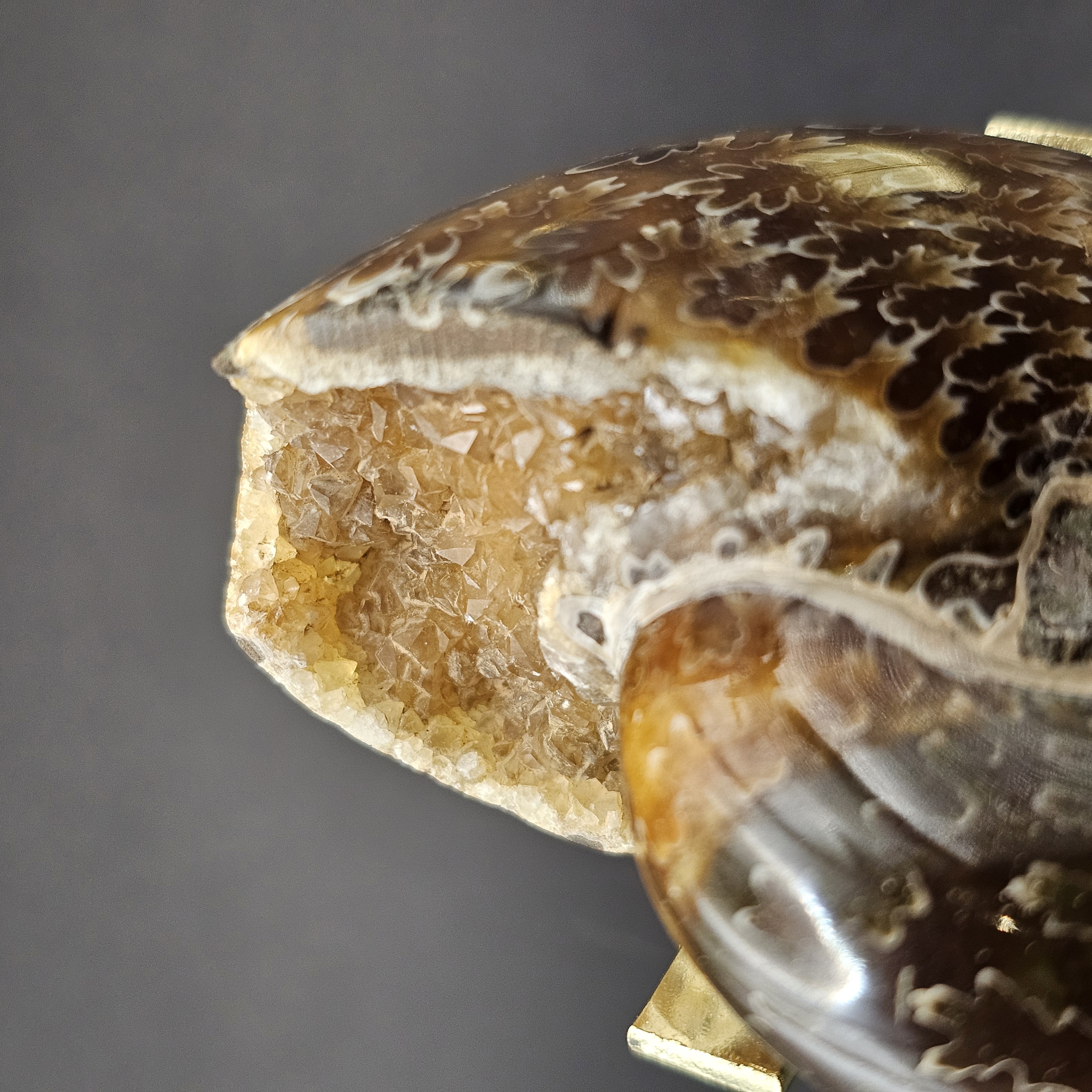 Polished Democeras Ammonite — view 3