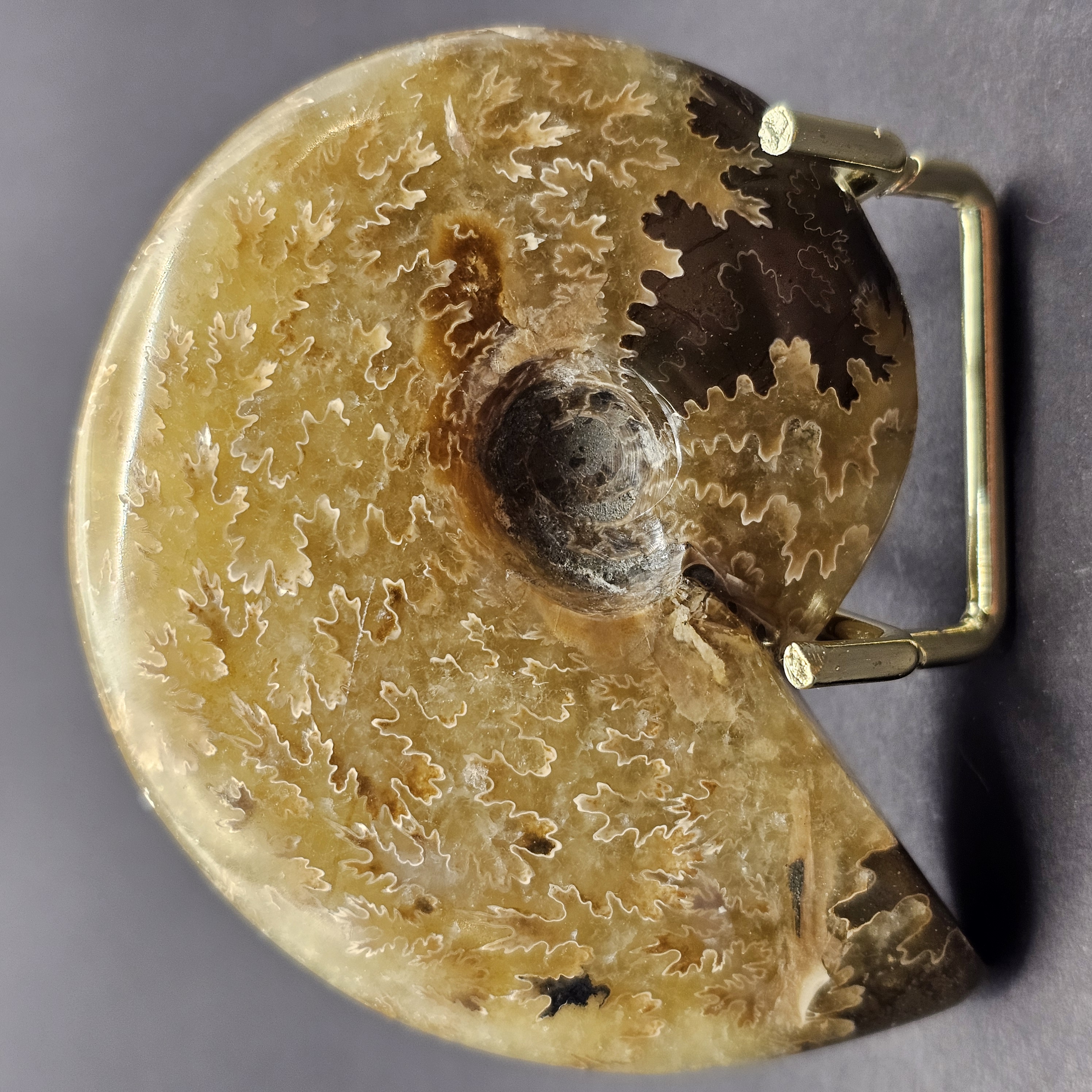 Polished Cleoniceras Ammonite — view 2