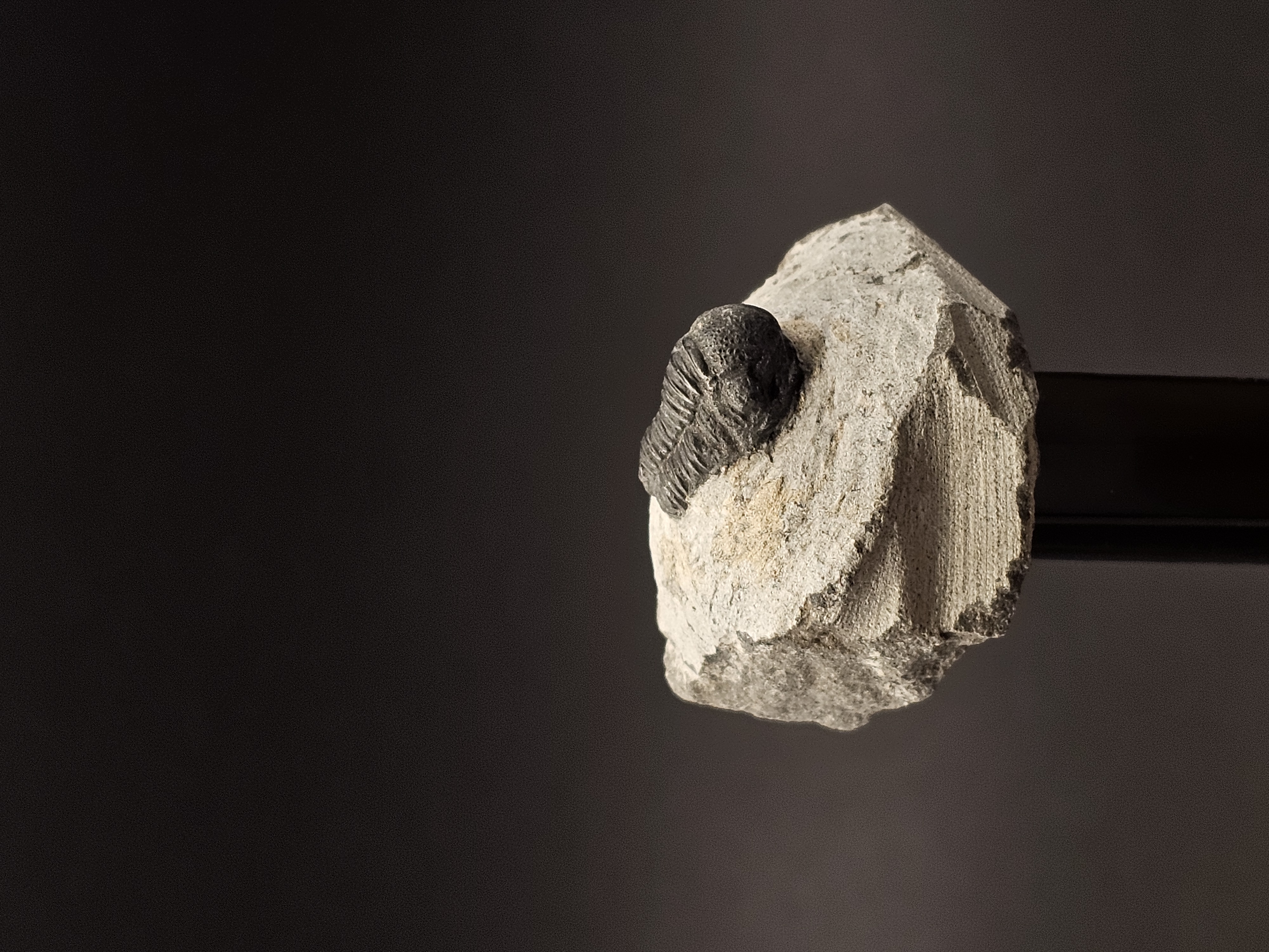 Gerastos Trilobite on Matrix — view 3