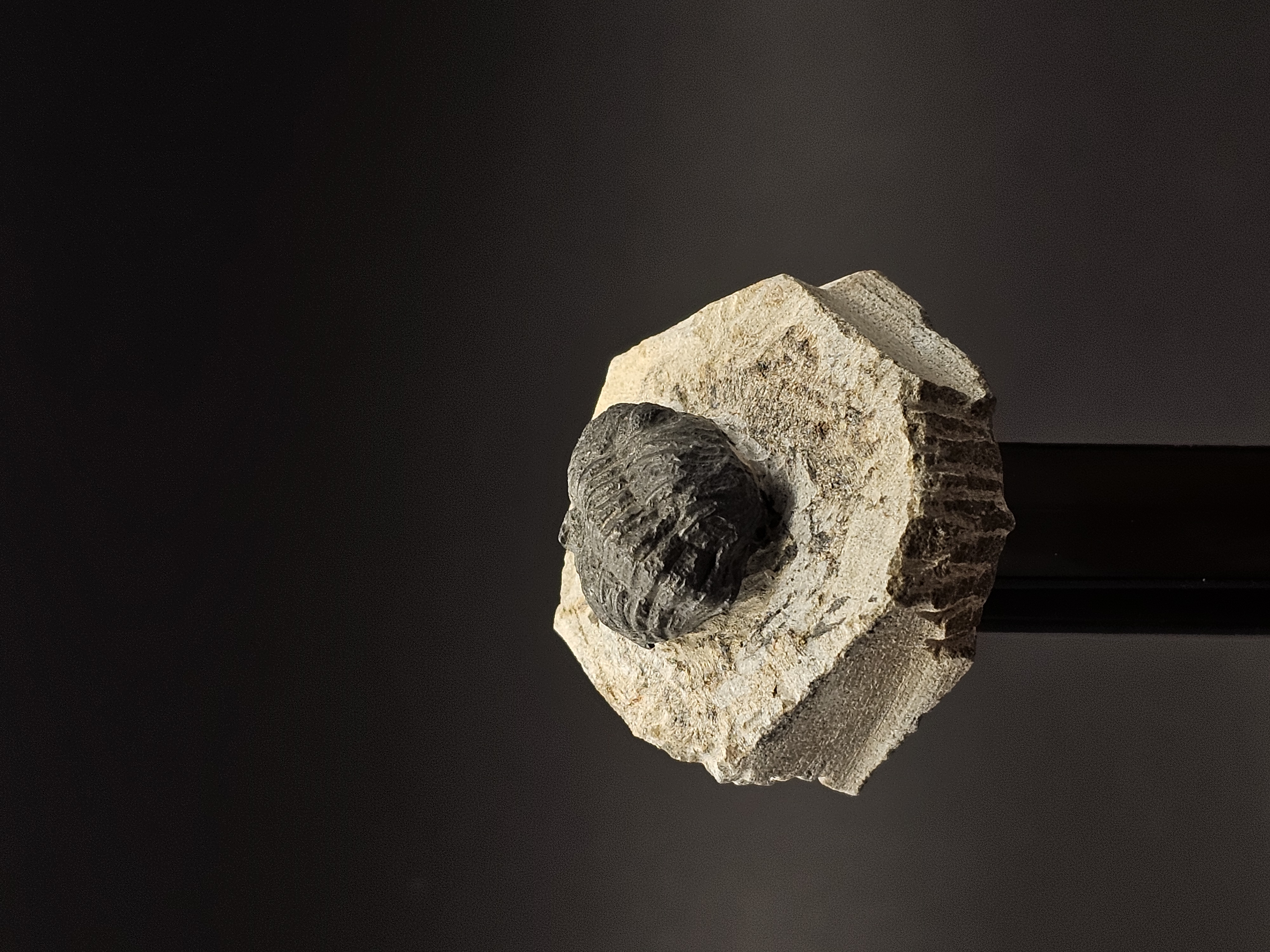 Gerastos Trilobite on Matrix — view 3
