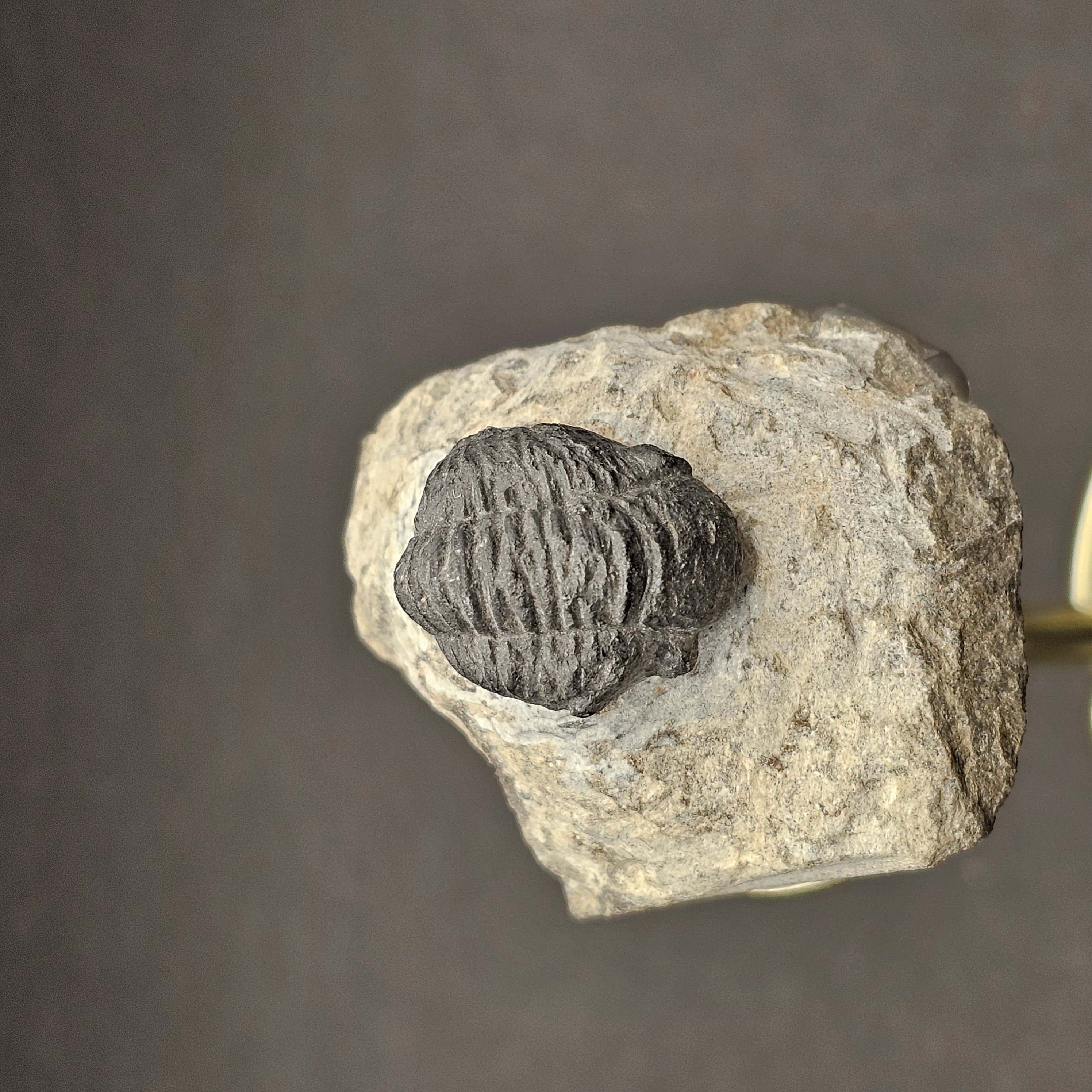 Gerastos Trilobite on Matrix — view 5