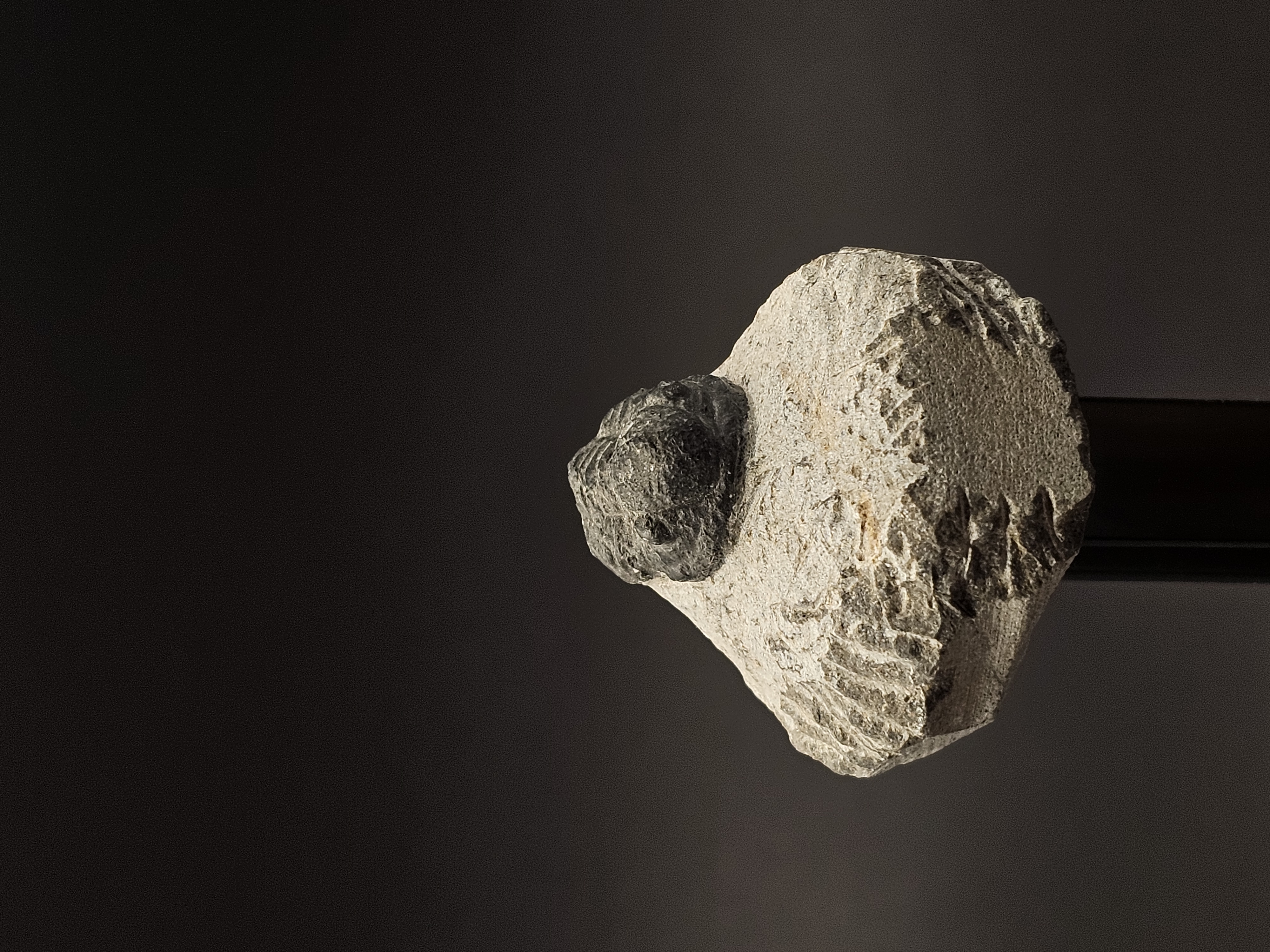 Gerastos Trilobite on Matrix — view 3