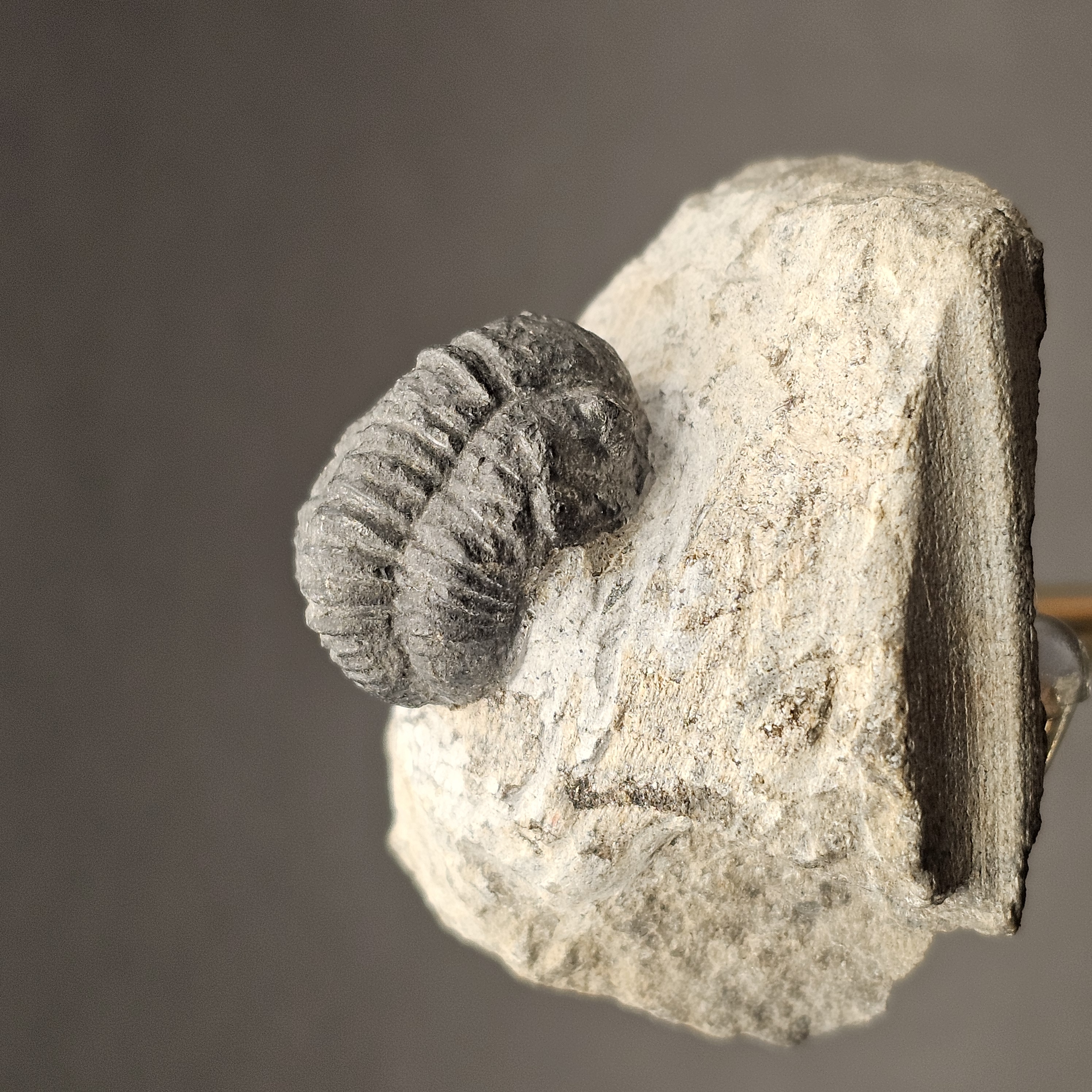 Gerastos Trilobite on Matrix — view 2
