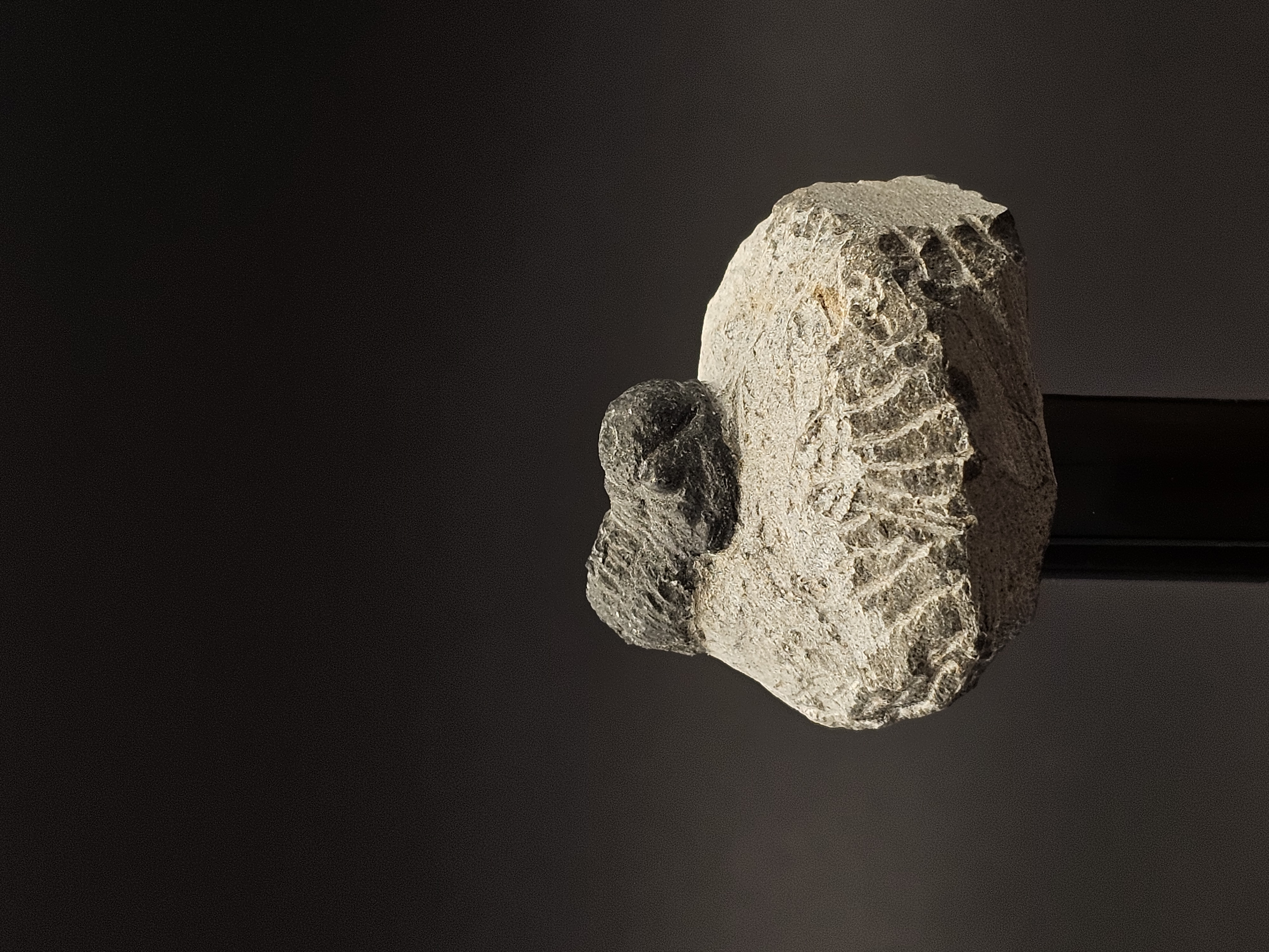 Gerastos Trilobite on Matrix — view 4