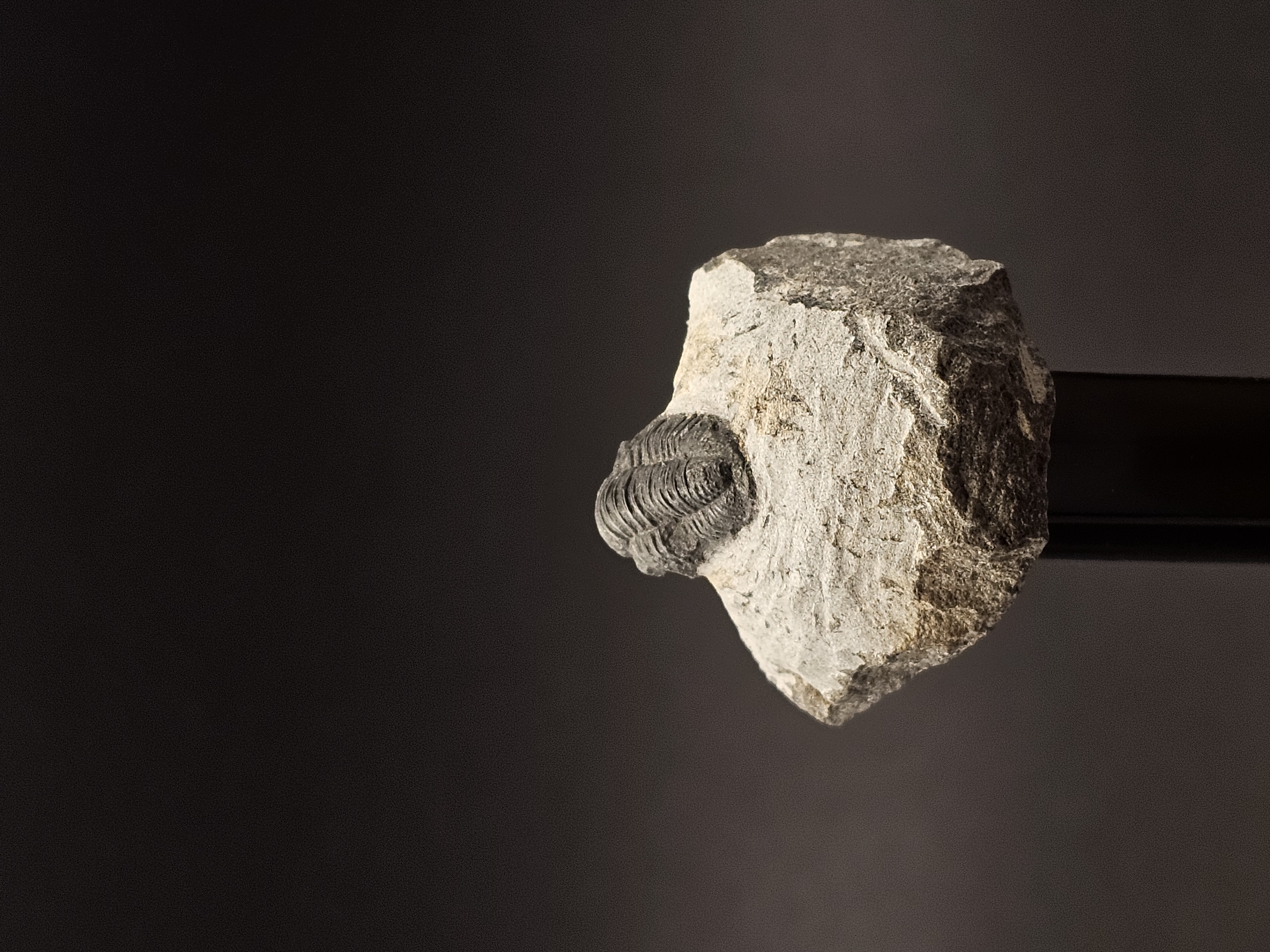 Gerastos Trilobite on Matrix — view 6