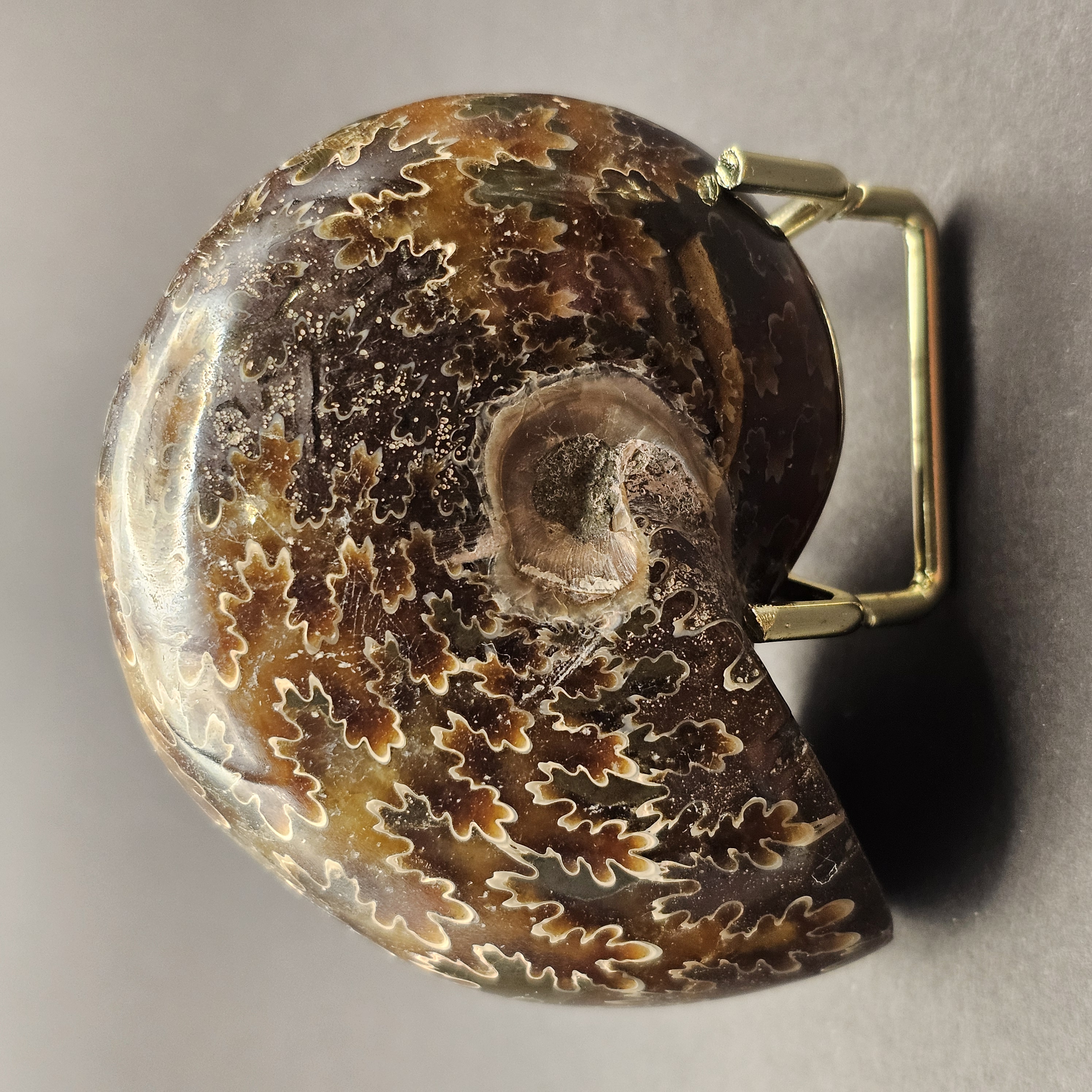 Polished Democeras Ammonite — view 2