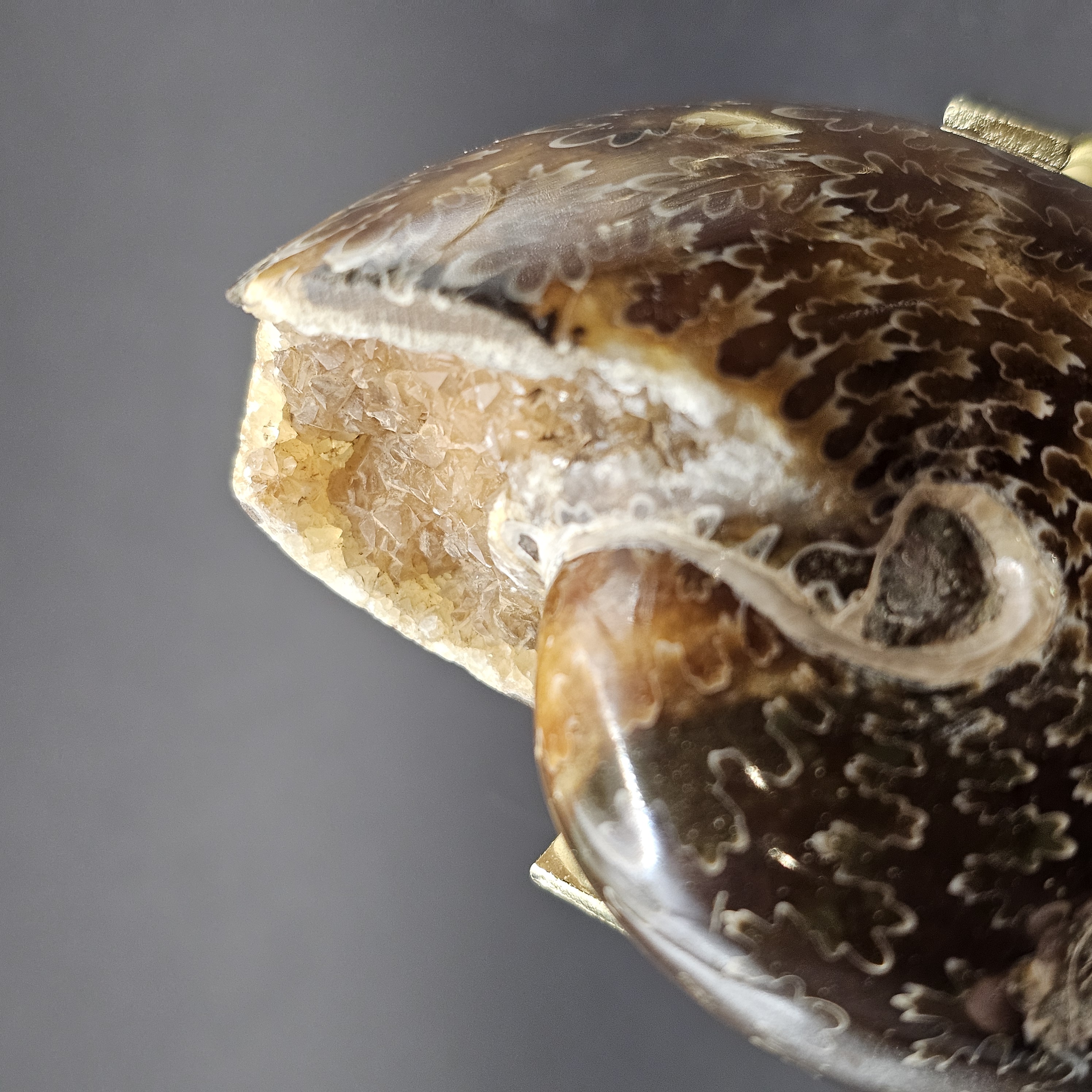 Polished Democeras Ammonite — view 4