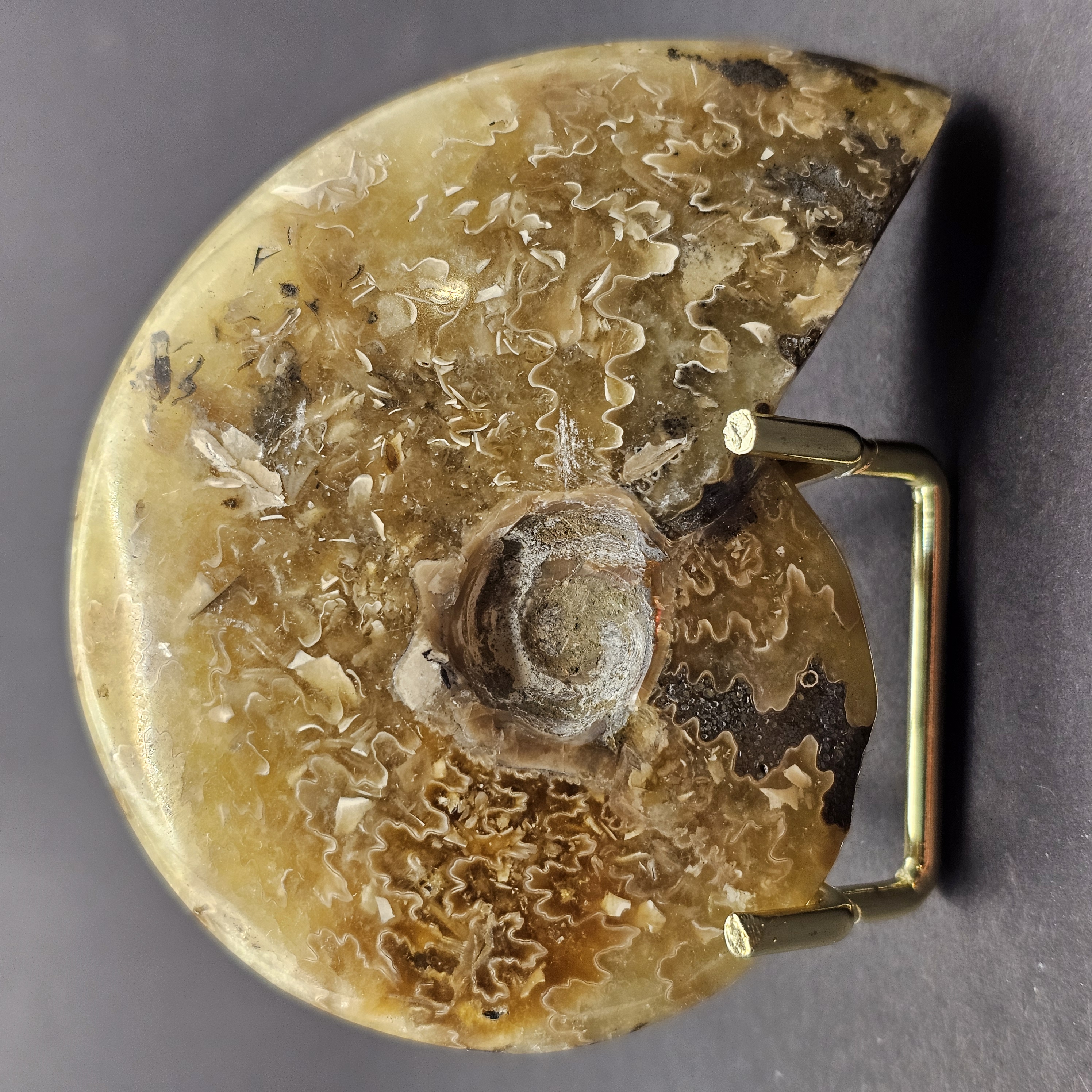 Polished Cleoniceras Ammonite — view 1