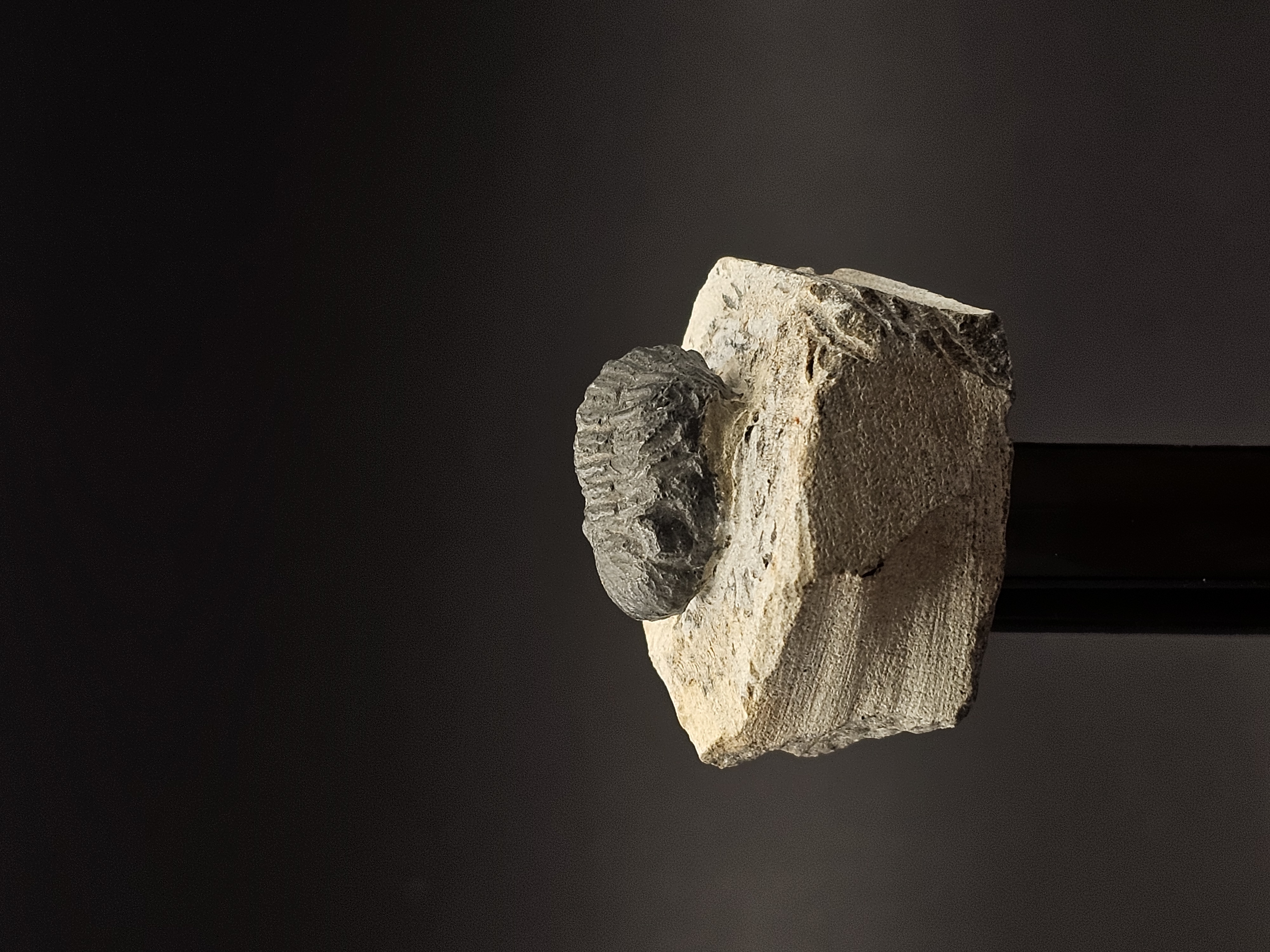 Gerastos Trilobite on Matrix — view 5