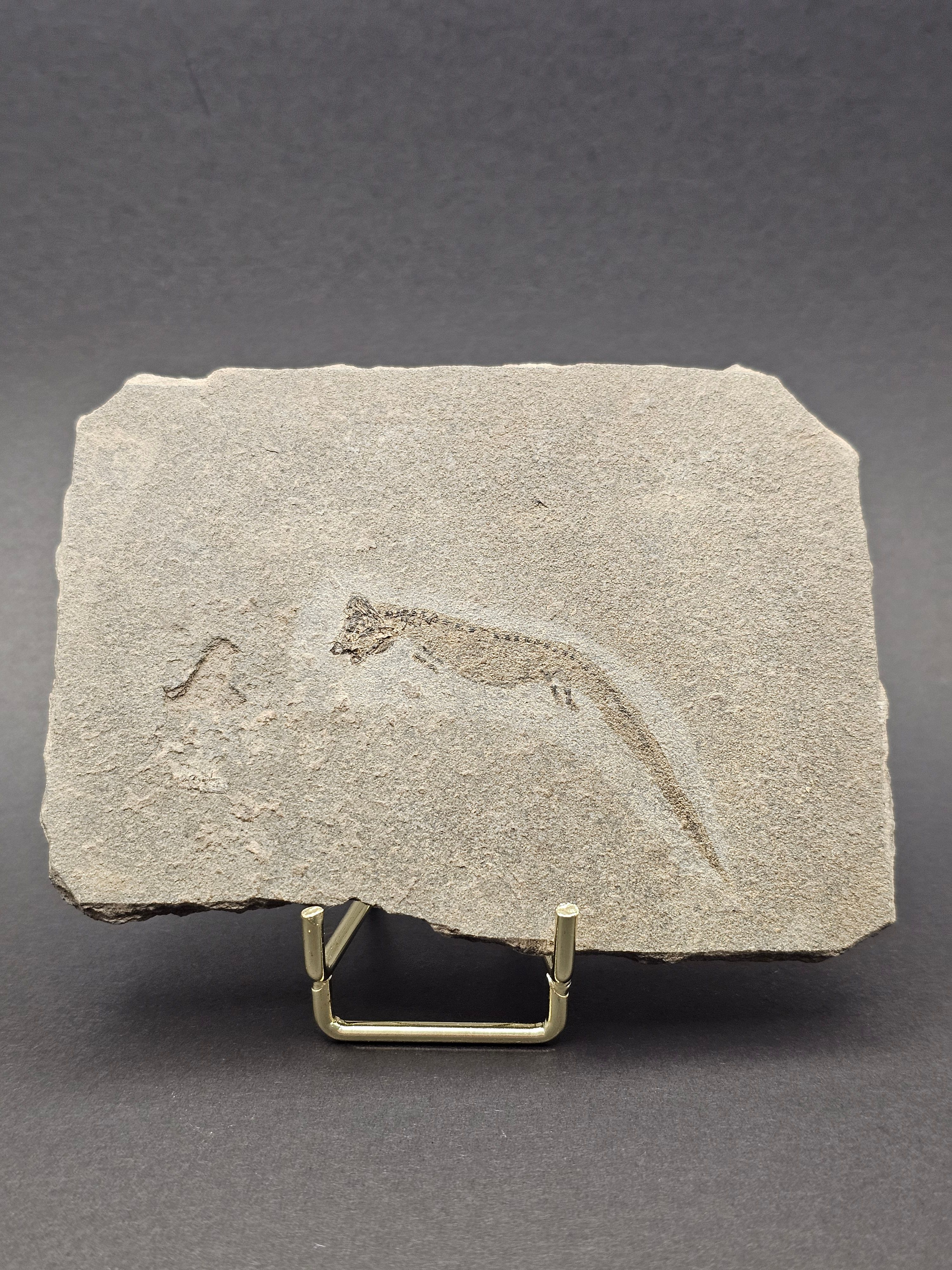 Collection of One-off Specimens fossils