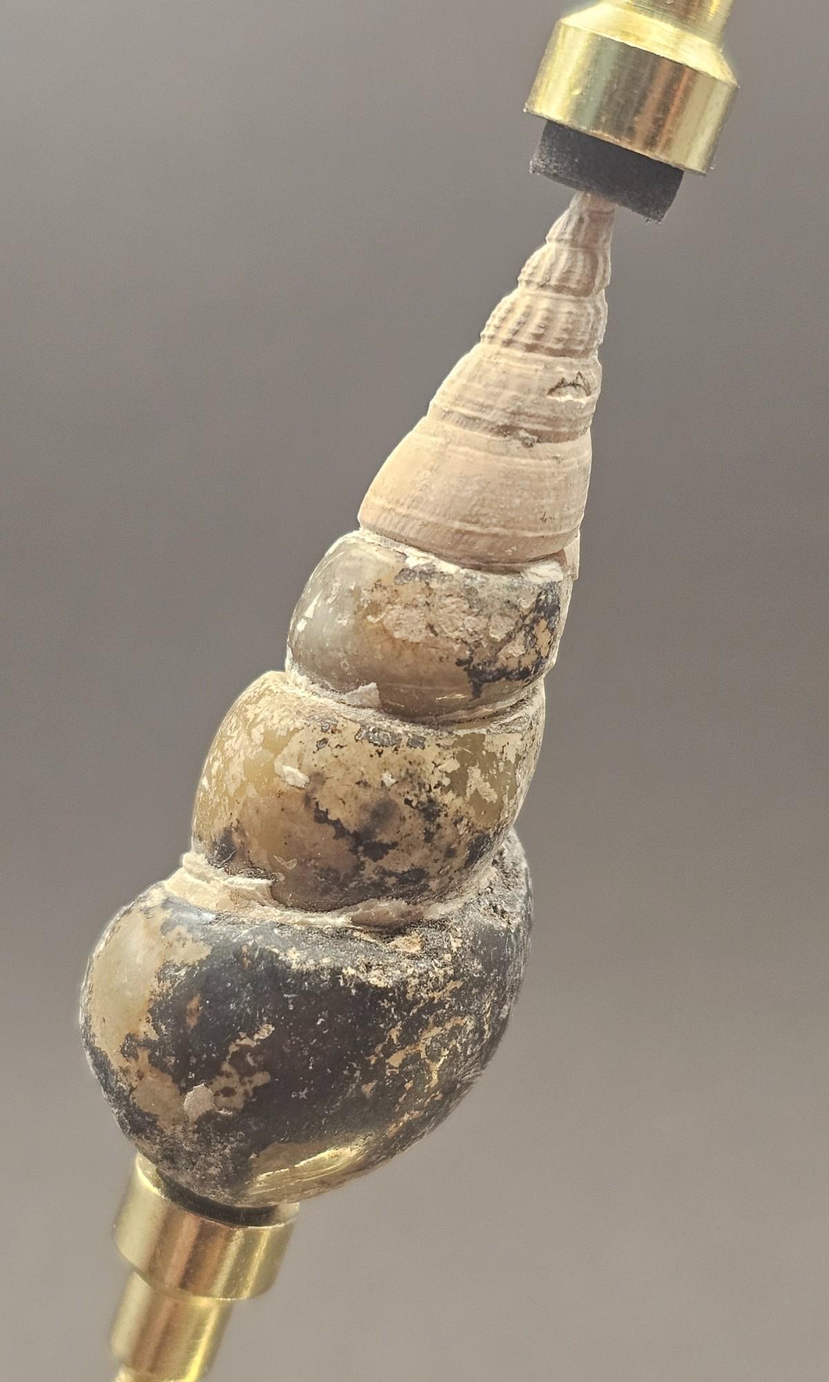 Gastropods