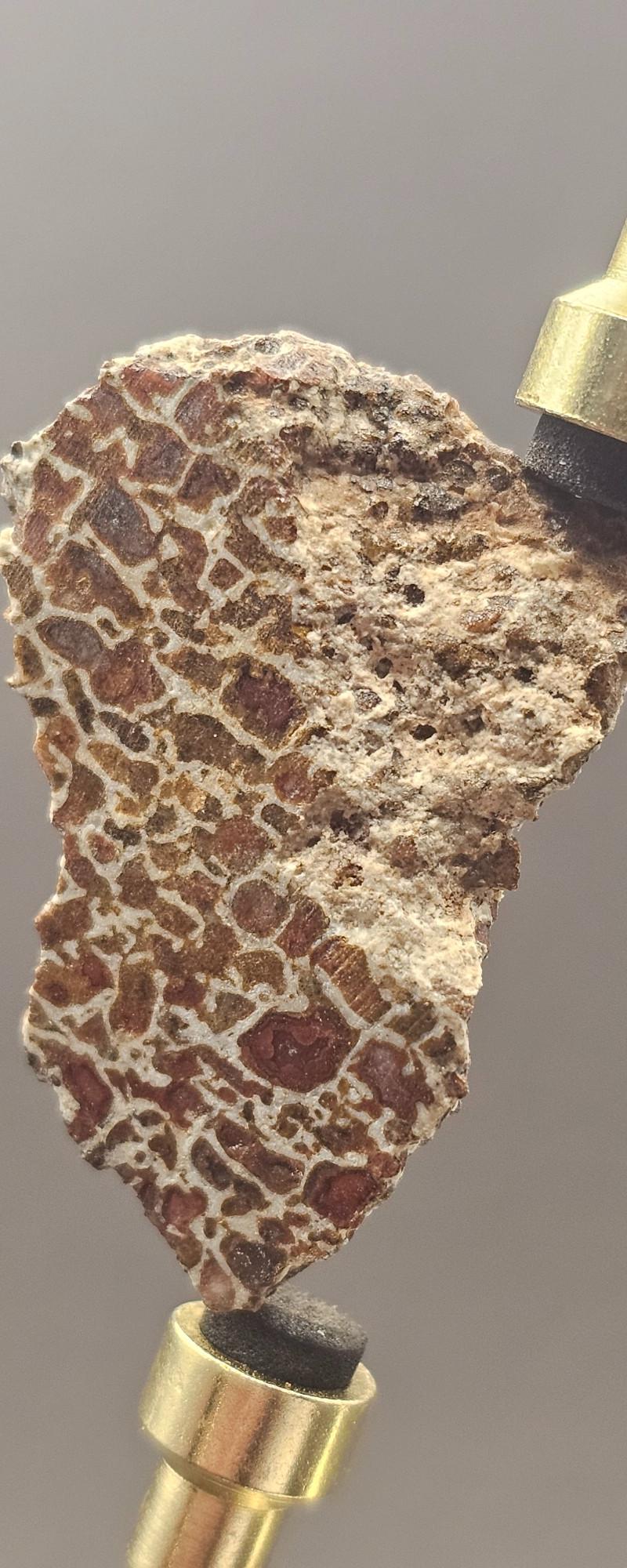 Dinosaur Fossils