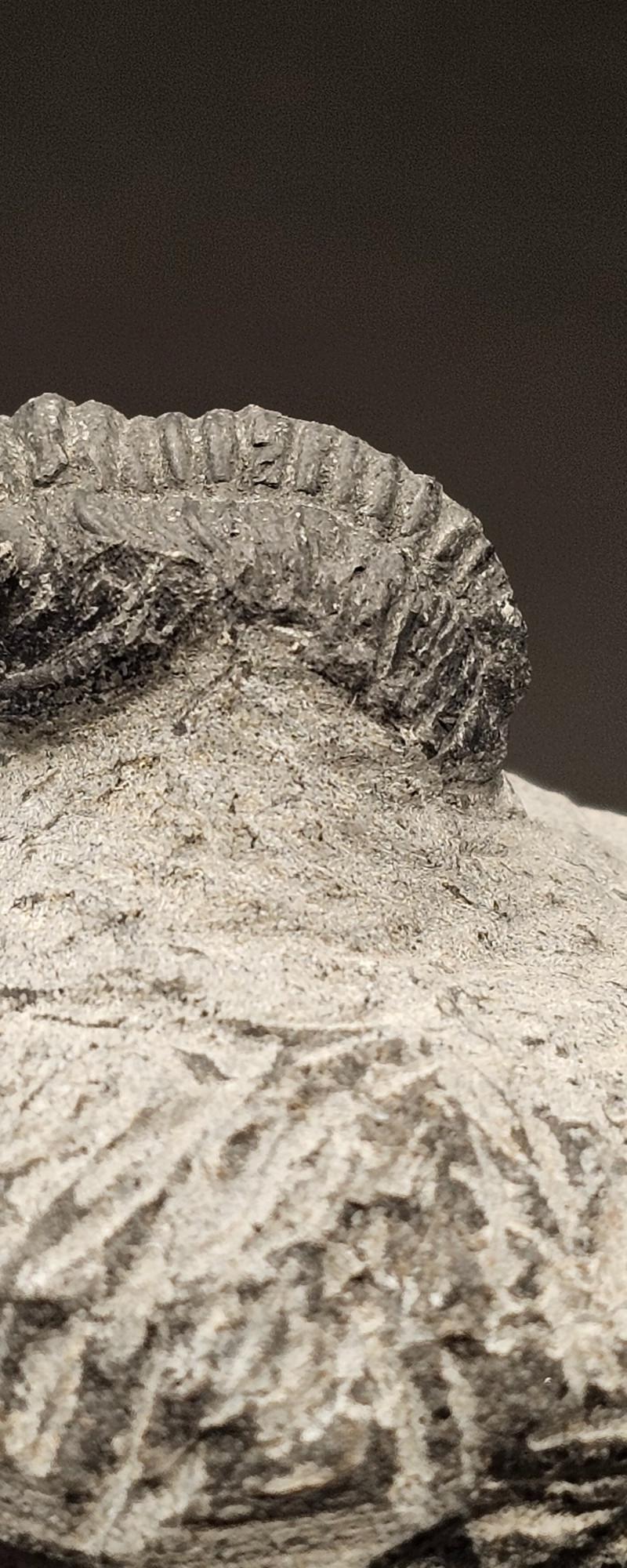 Trilobites