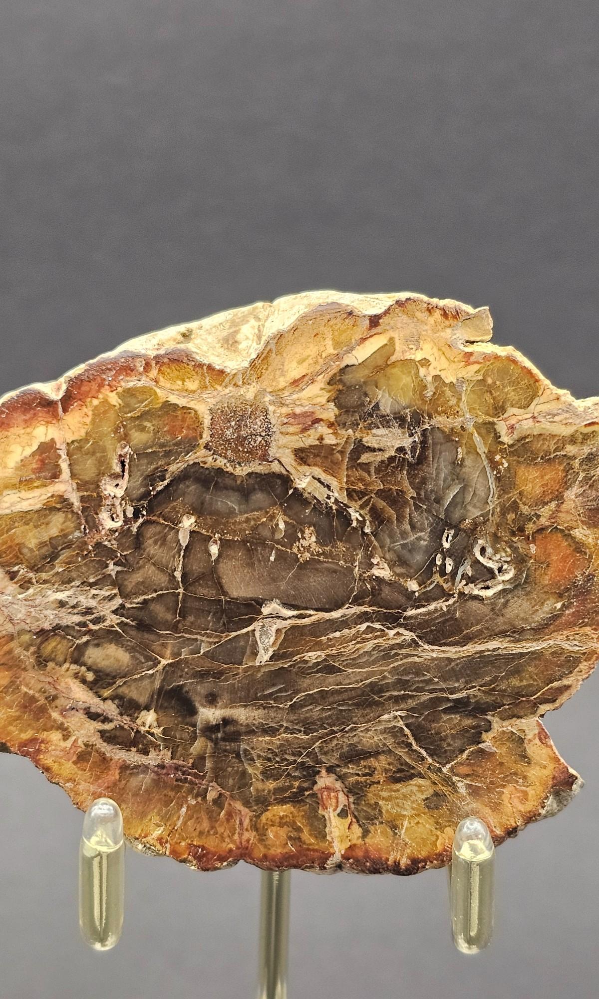 Fossil Plants