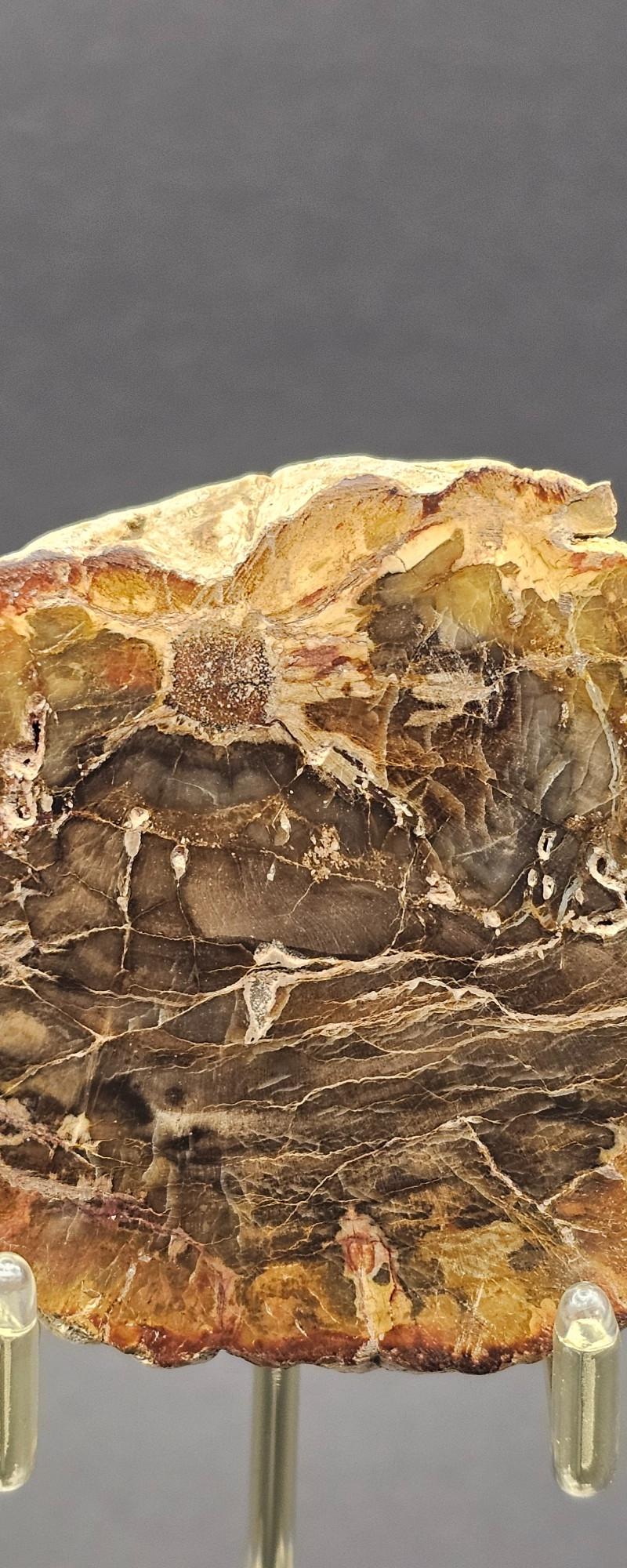 Fossil Plants