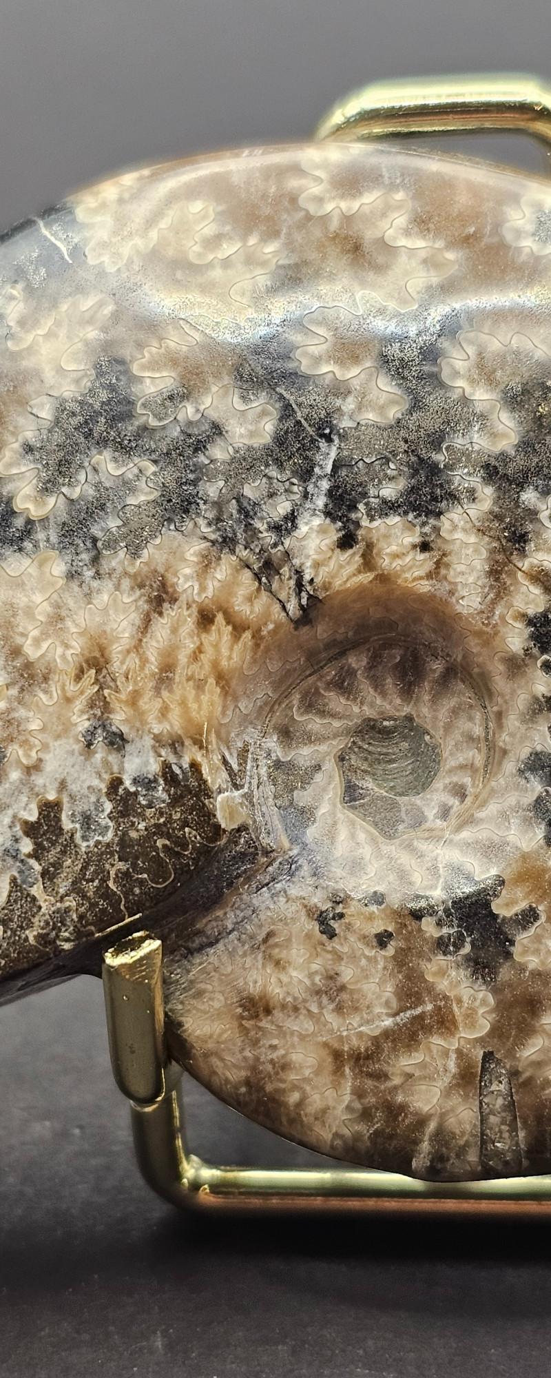 Ammonites