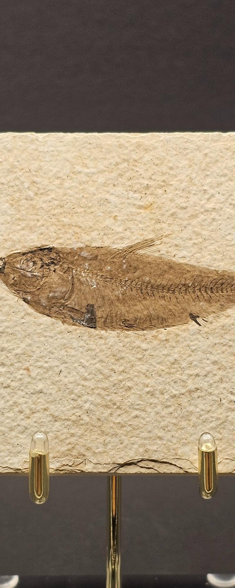 Fossil Fish