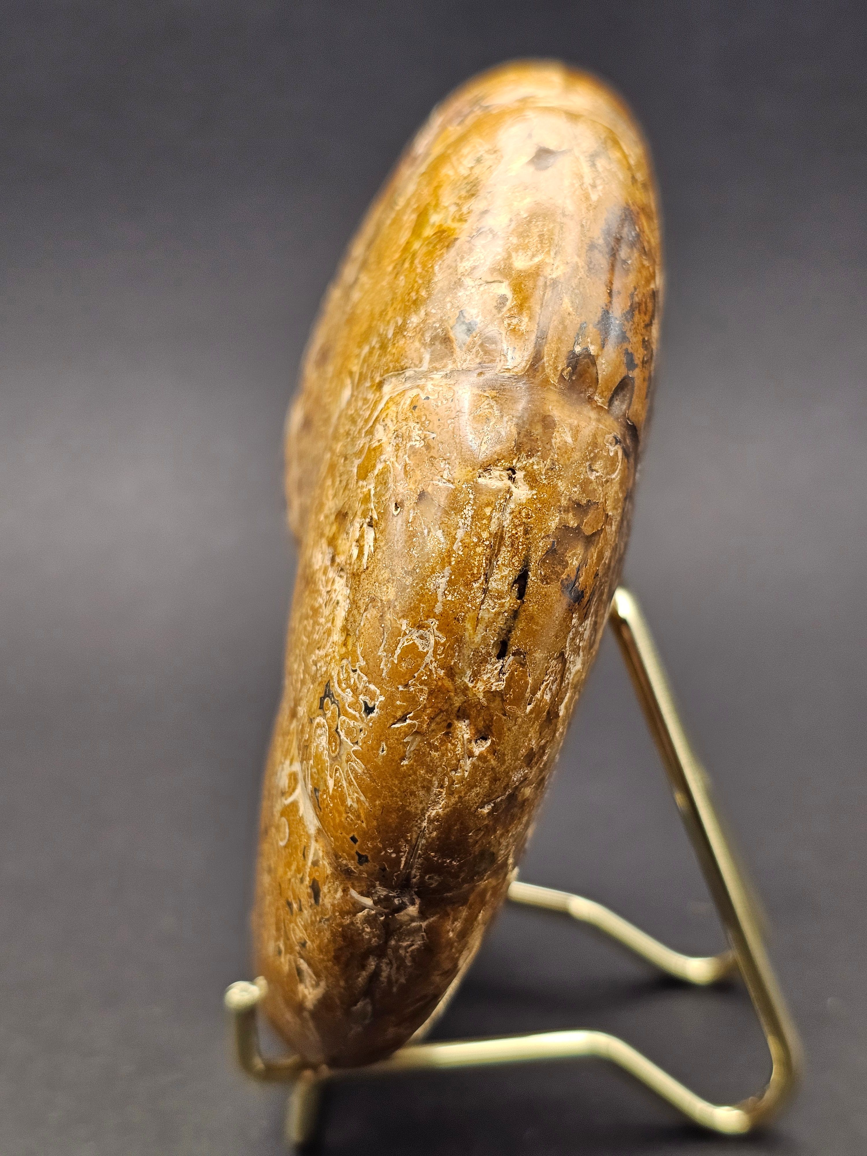Polished Madagascan Phylloceratid Ammonite - 305g — view 5