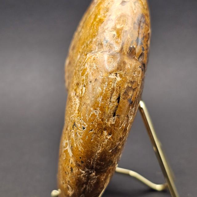 Polished Madagascan Phylloceratid Ammonite - 305g — view 5