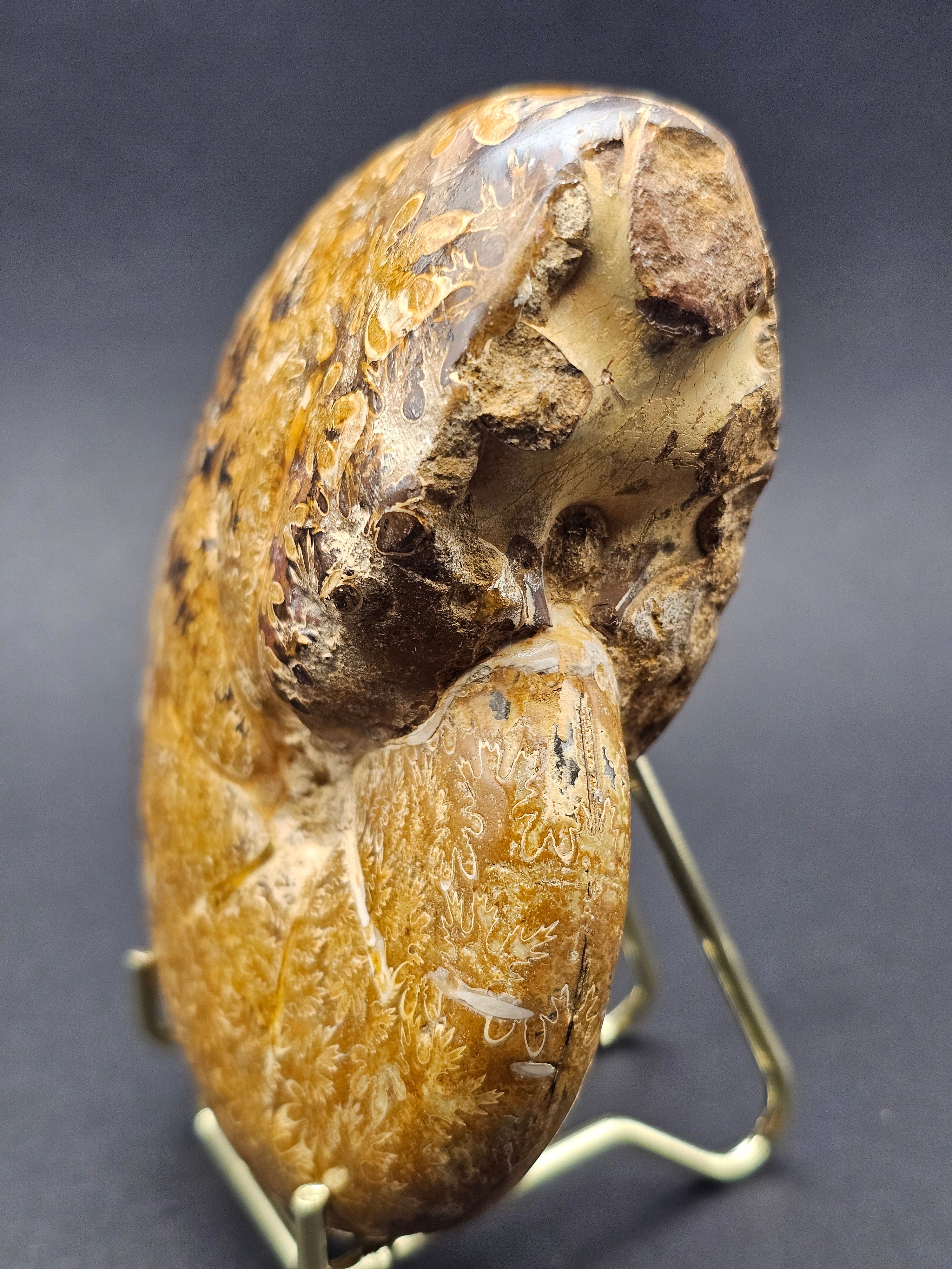 Polished Madagascan Phylloceratid Ammonite - 305g — view 6