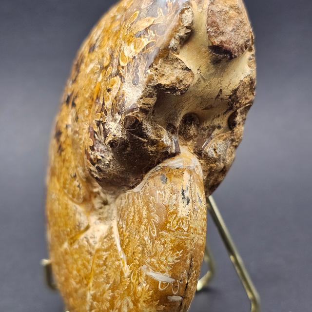 Polished Madagascan Phylloceratid Ammonite - 305g — view 6
