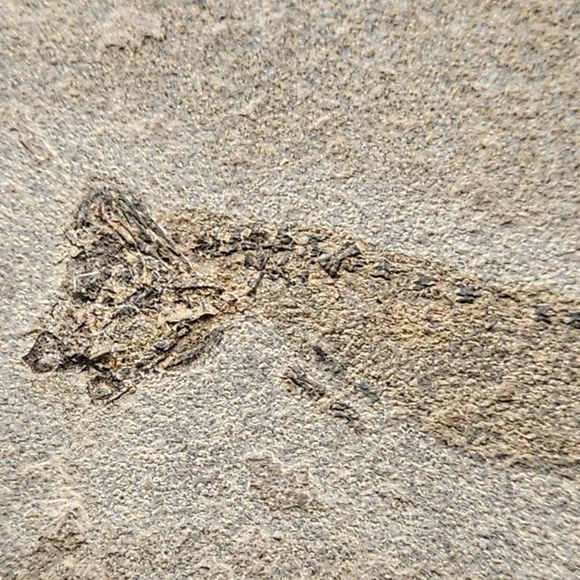Apateon Branchiosaur | 6cm Specimen — view 3