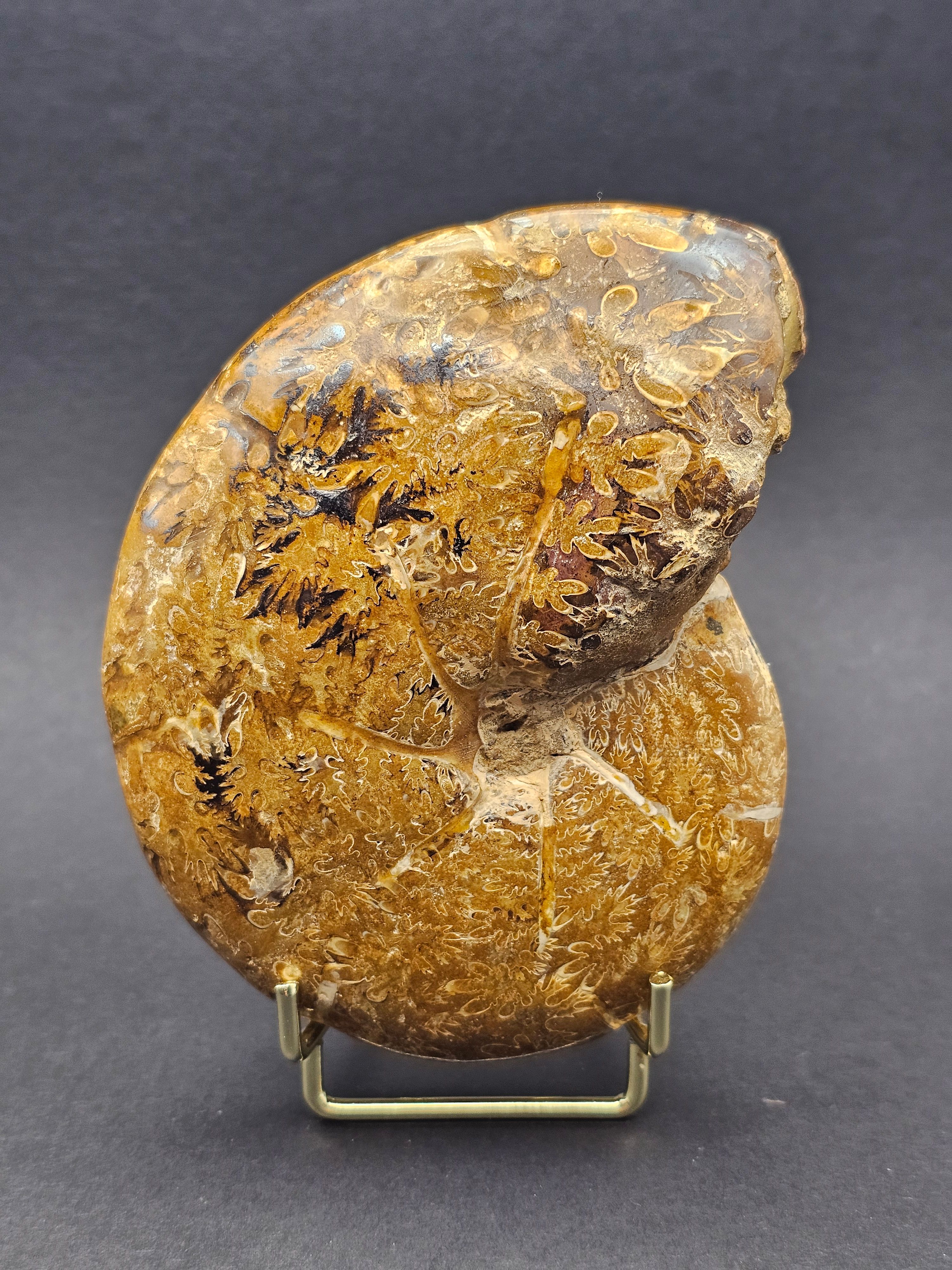 Polished Madagascan Phylloceratid Ammonite - 305g