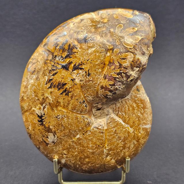 Polished Madagascan Phylloceratid Ammonite - 305g — view 1