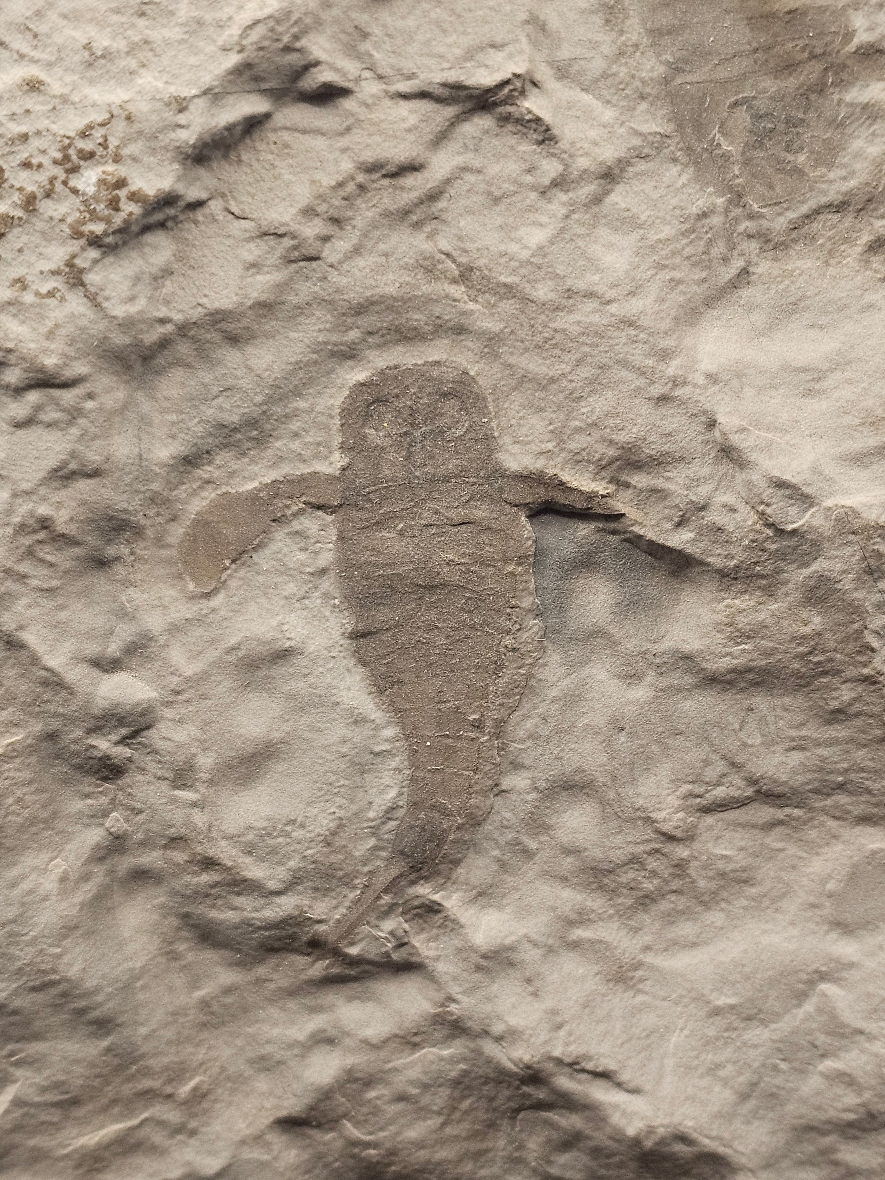 Eurypterid “Sea Scorpion” Fossil Pair in Wooden Display Case — view 3