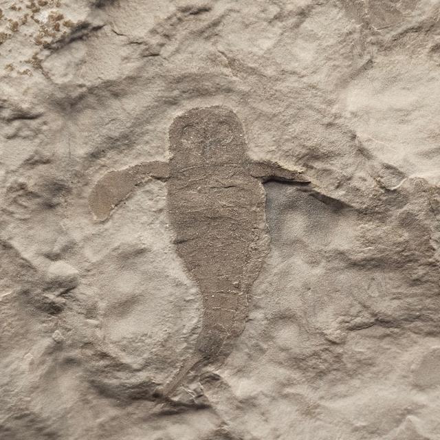 Eurypterid “Sea Scorpion” Fossil Pair in Wooden Display Case — view 3