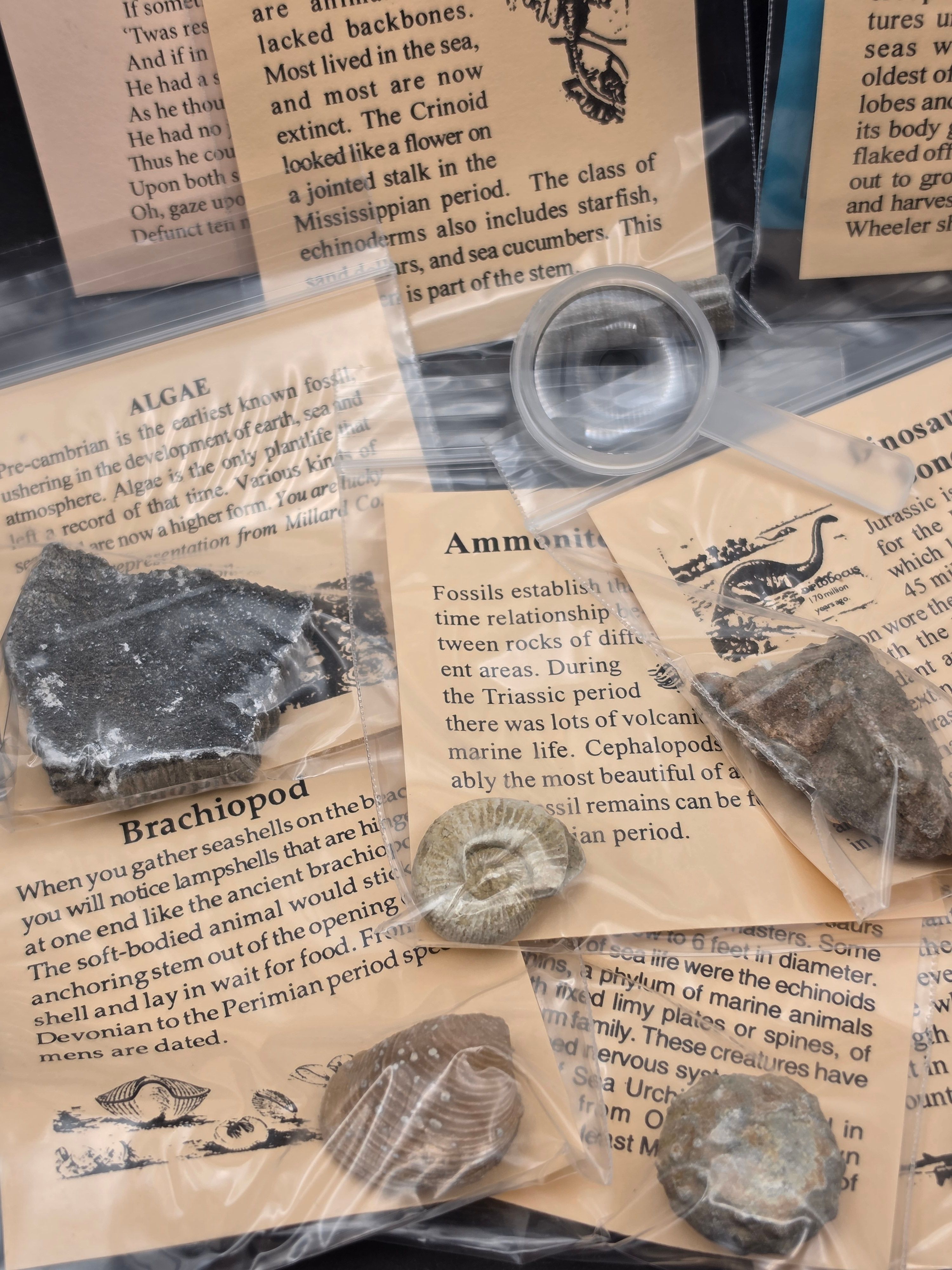 Big Bang Fossil Bundle Bag – 10 Genuine Fossil Specimens — view 5
