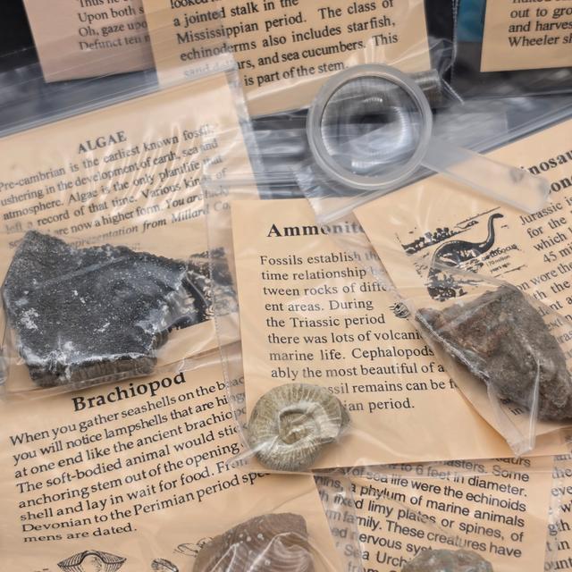 Big Bang Fossil Bundle Bag – 10 Genuine Fossil Specimens — view 5