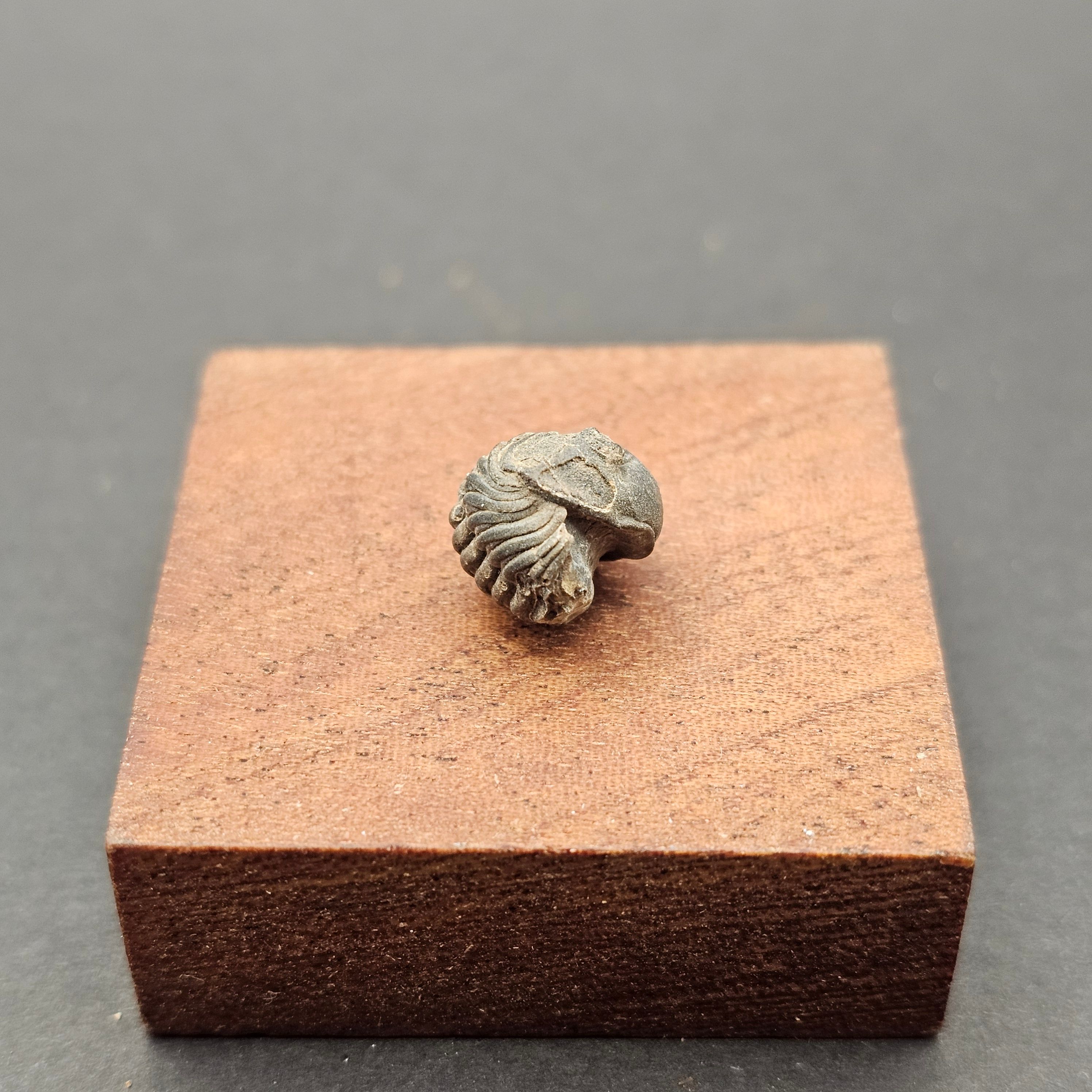 Small Enrolled Phacops Trilobite