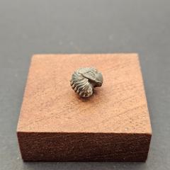 Small Enrolled Phacops Trilobite