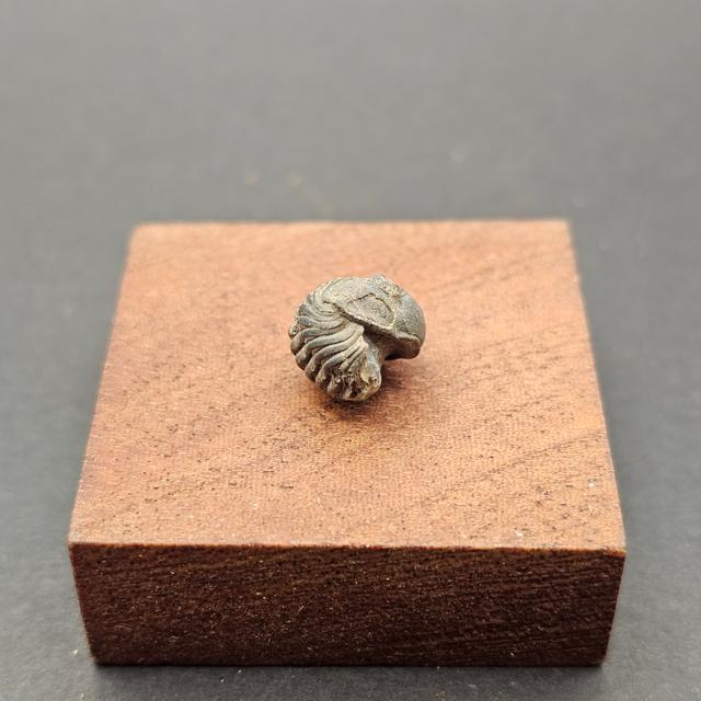 First Fossil Collection — view 2