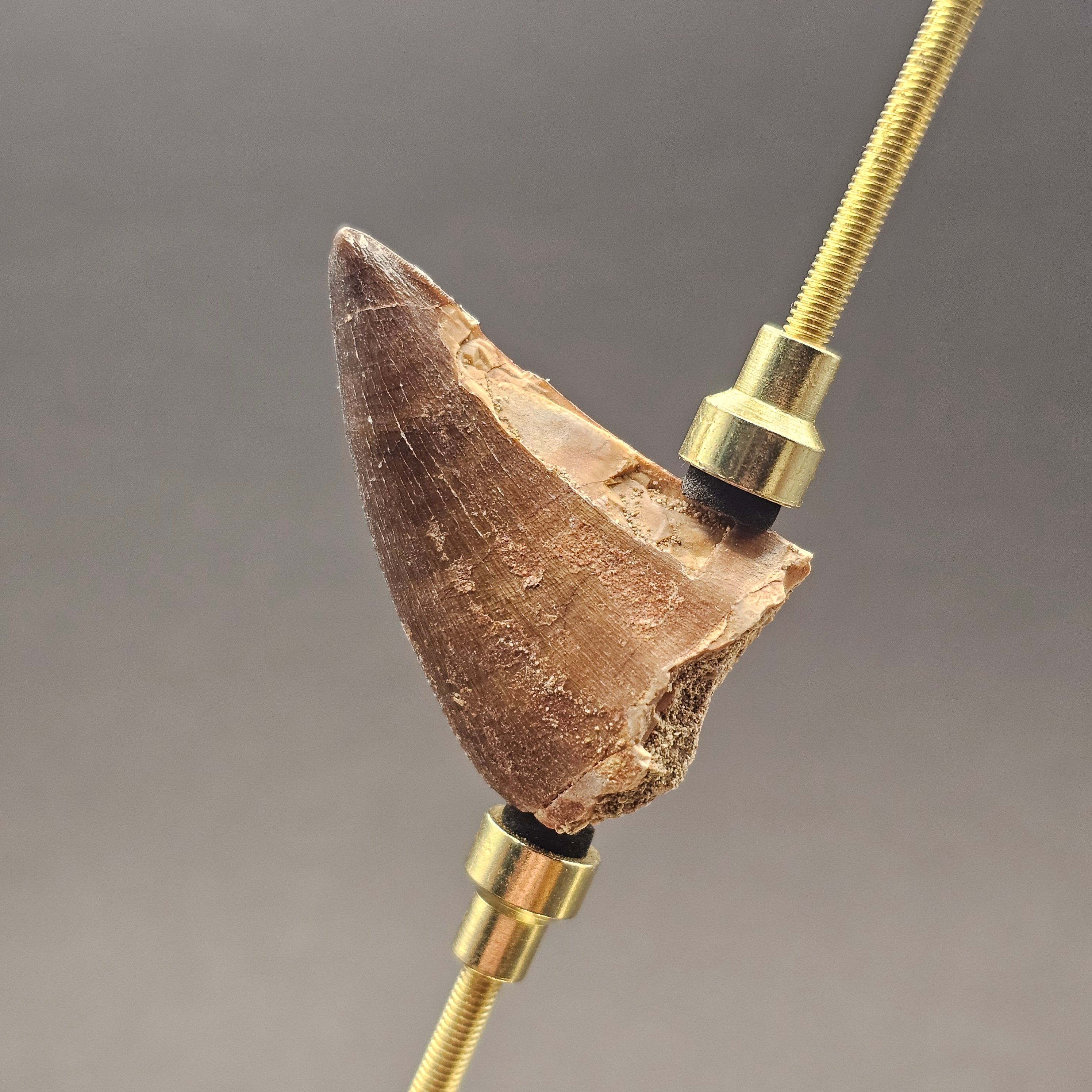 Mosasaur Tooth