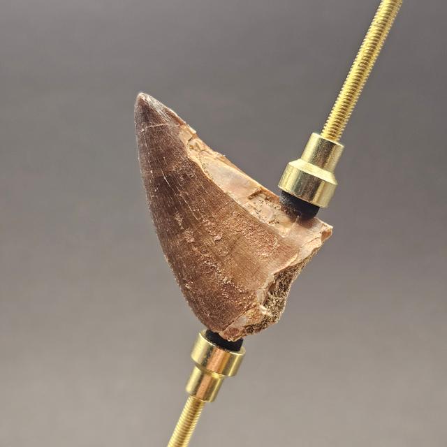 Mosasaur Tooth — view 1