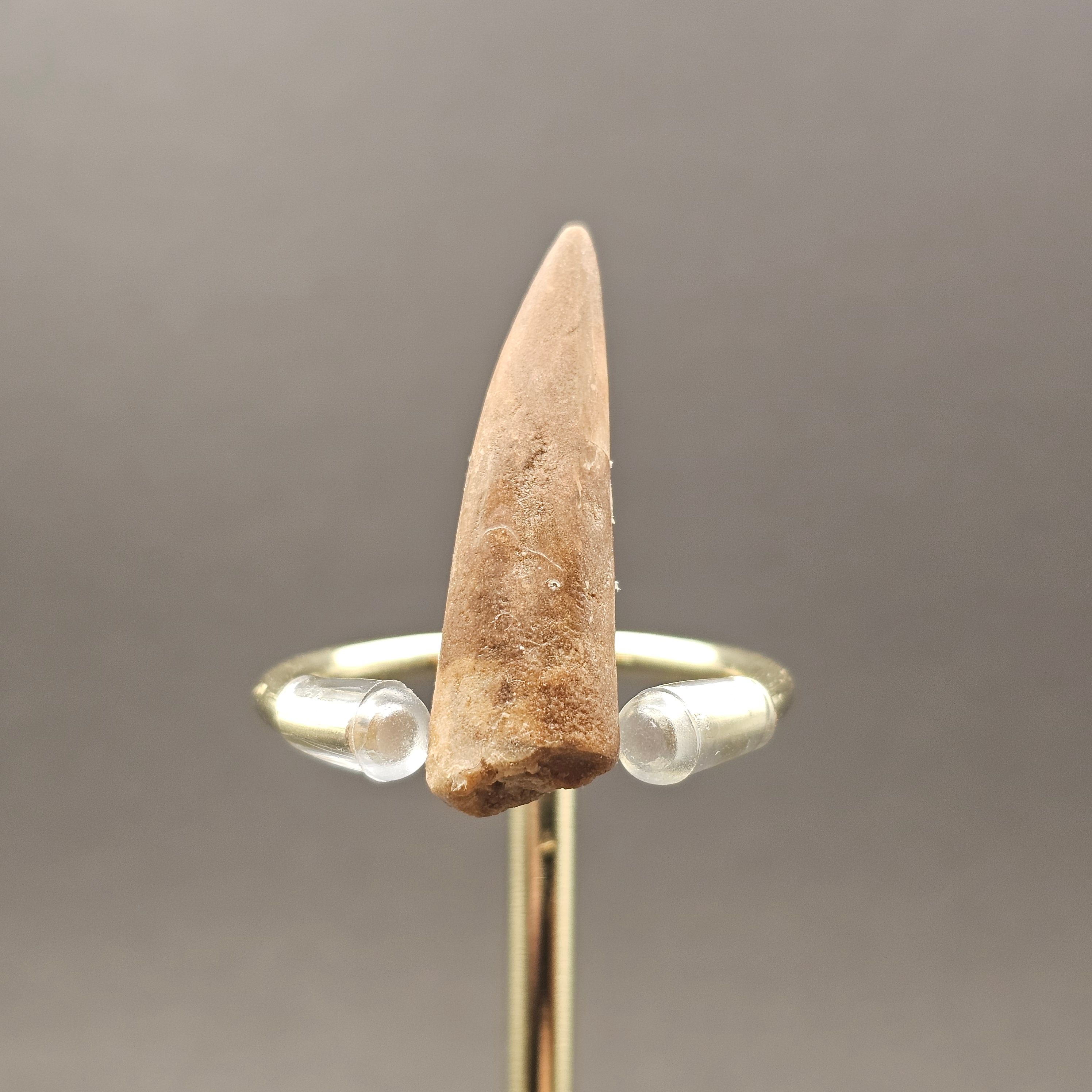 Plesiosaur Tooth — view 5