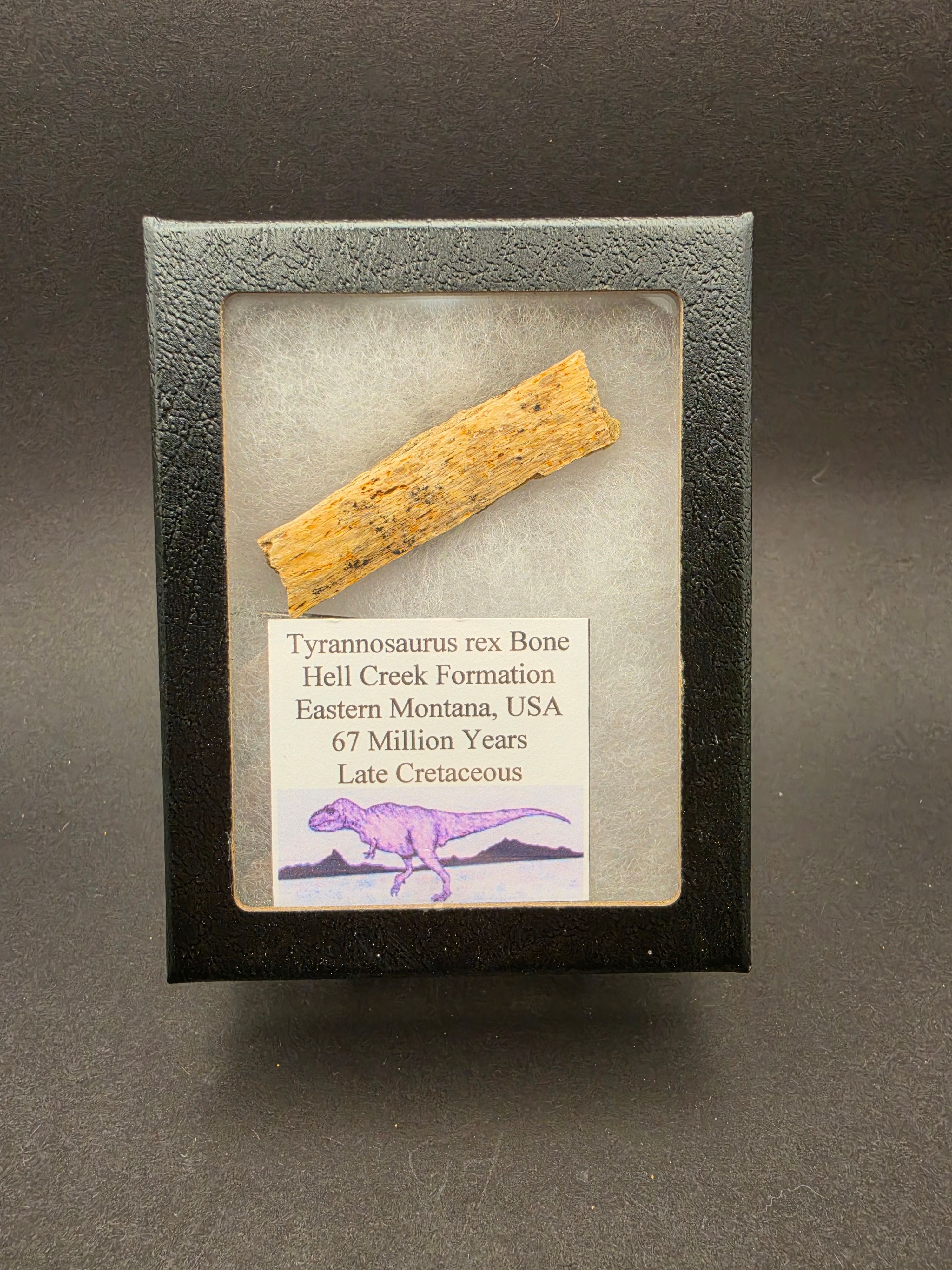 Tyrannosaurus rex Fossil Bone Fragment | Hell Creek Formation, Montana
