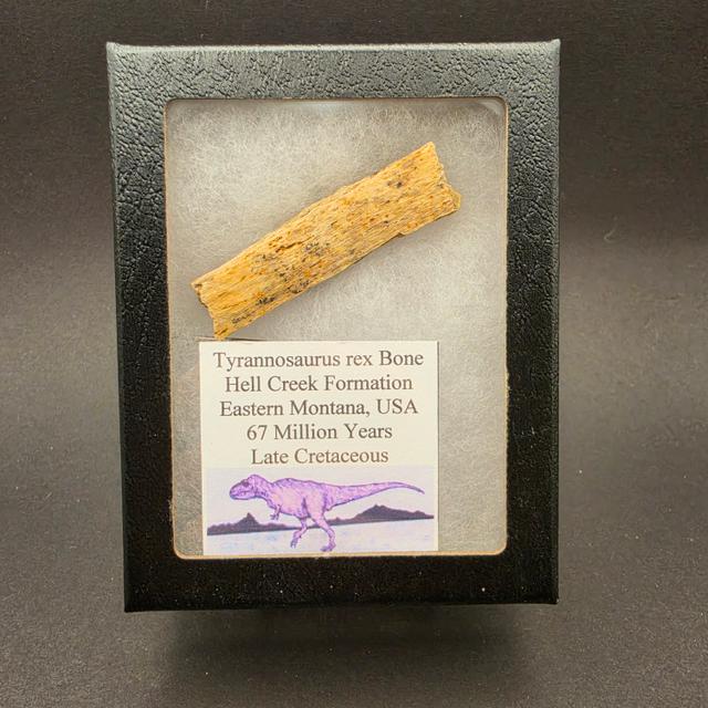 Tyrannosaurus rex Fossil Bone Fragment | Hell Creek Formation, Montana — view 1