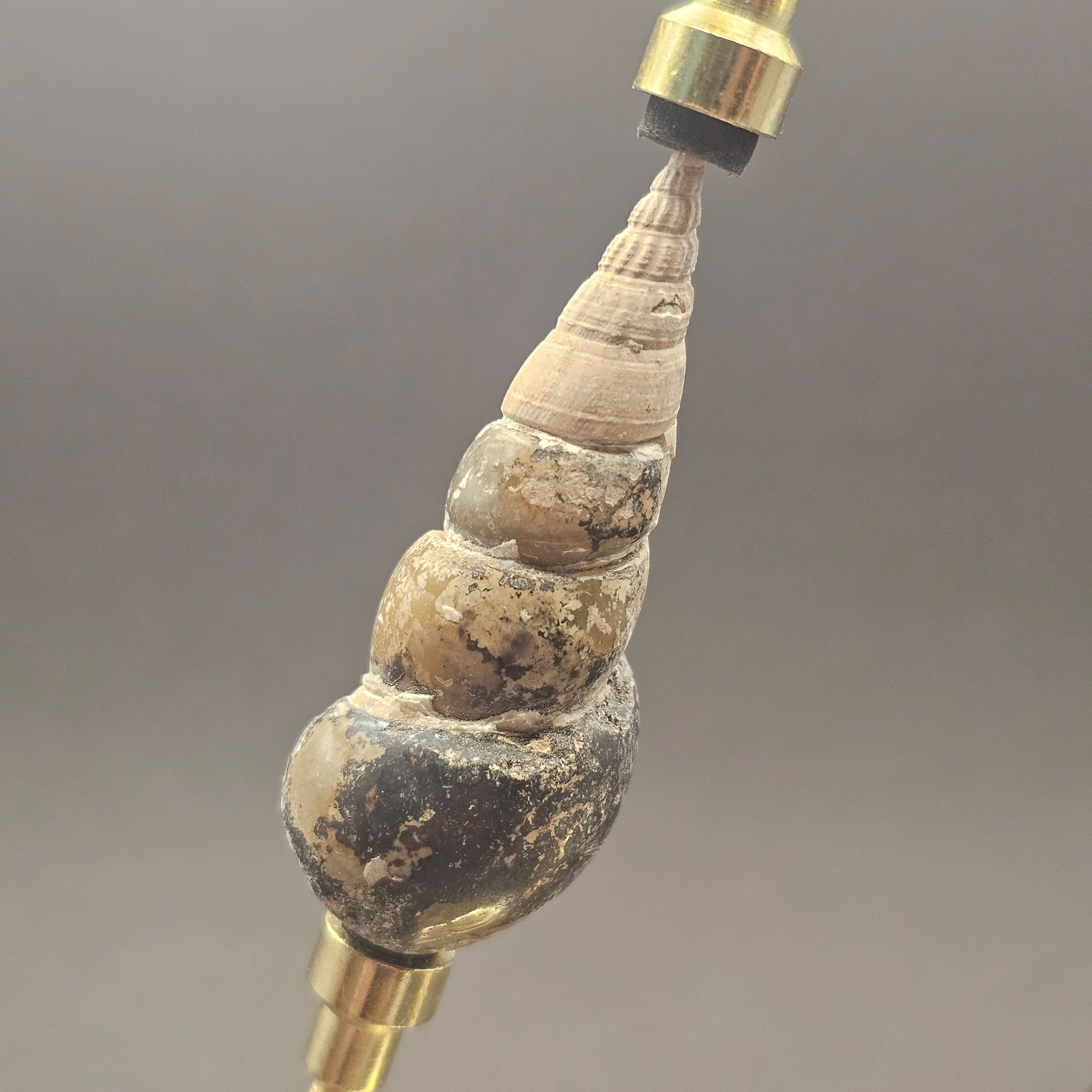 Turritellid Gastropod Shell