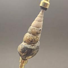 Turritellid Gastropod Shell
