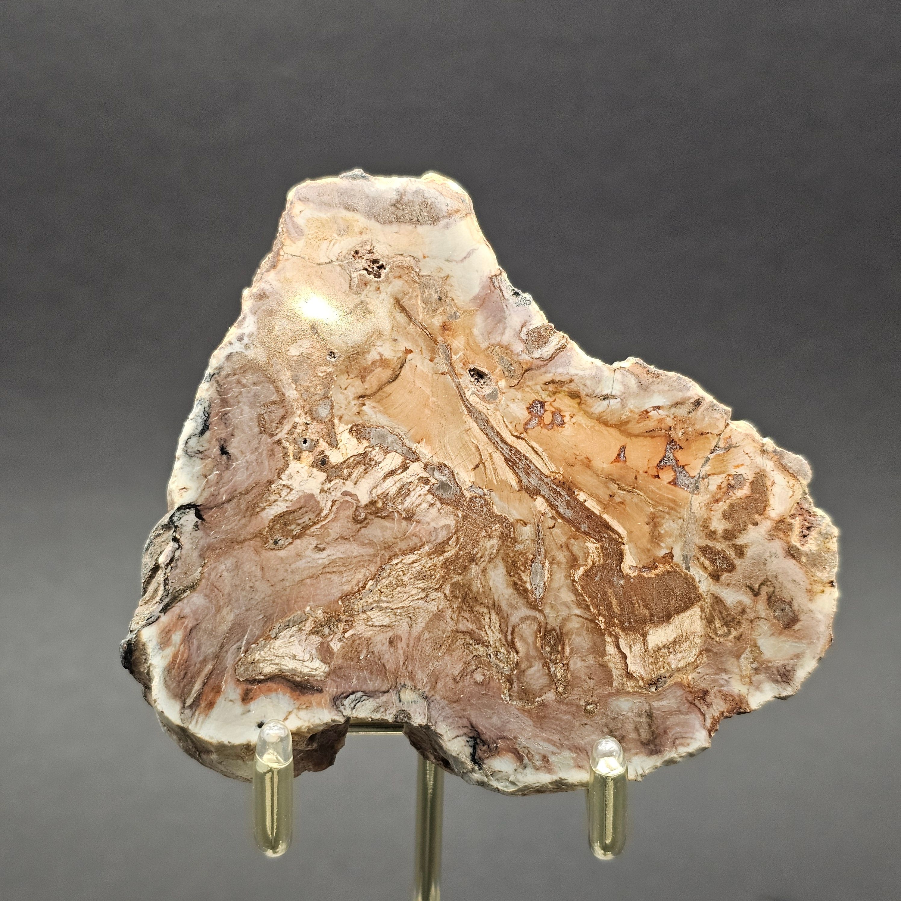 Polished Triassic Petrified Wood Slice from Madagascar — view 10