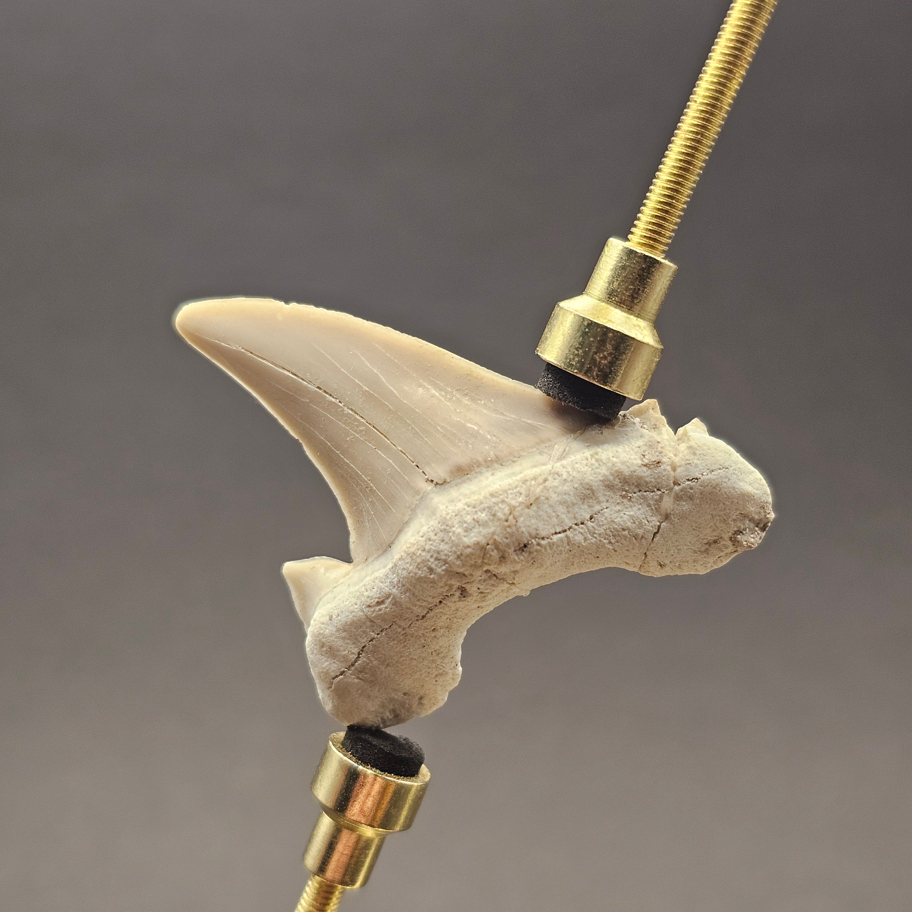 Otodus Shark Tooth — view 3