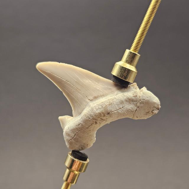 Otodus Shark Tooth — view 3
