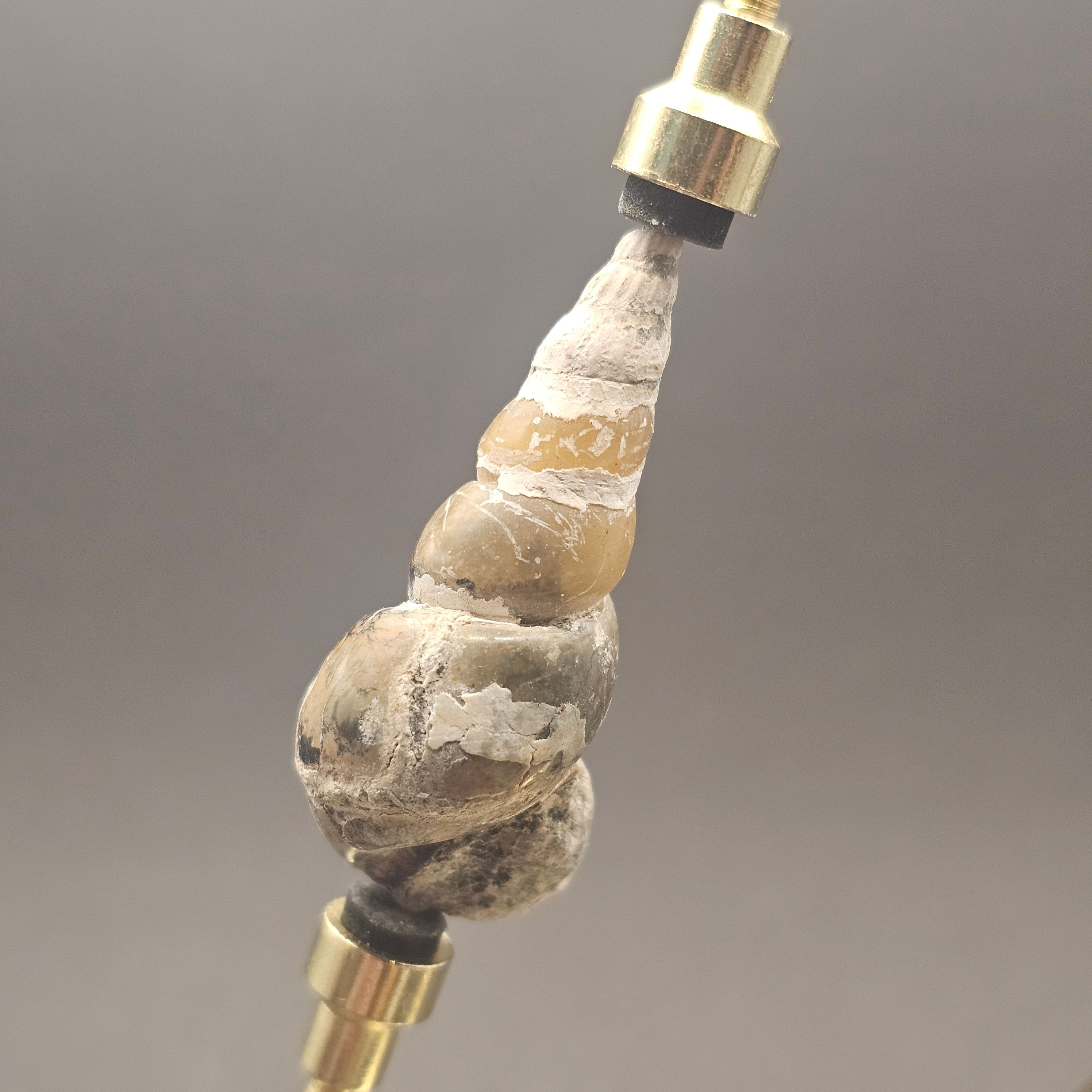 Turritellid Gastropod Shell — view 2