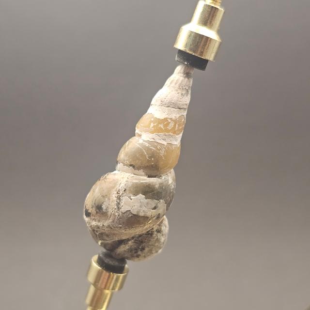 Turritellid Gastropod Shell — view 2