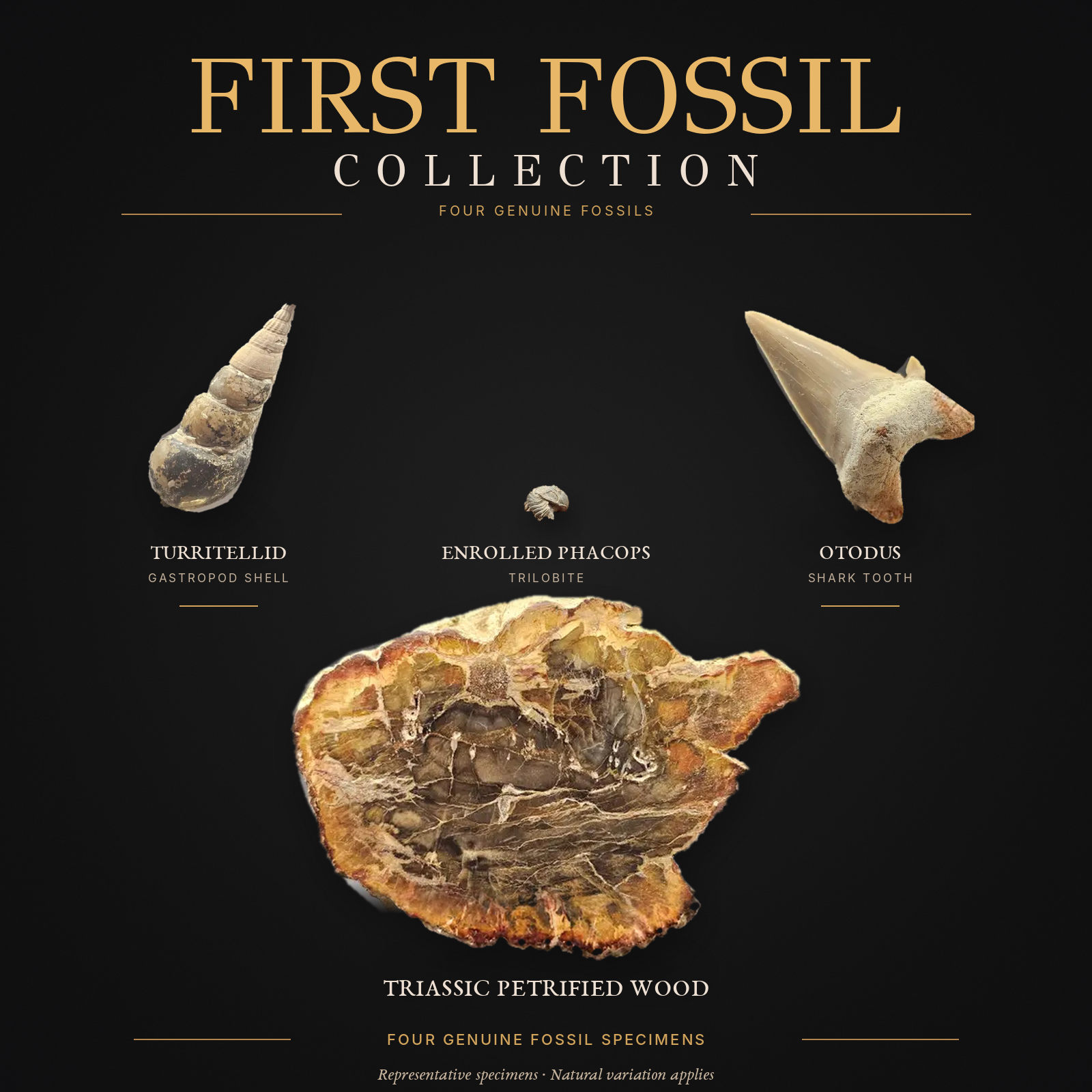 First Fossil Collection Bundle