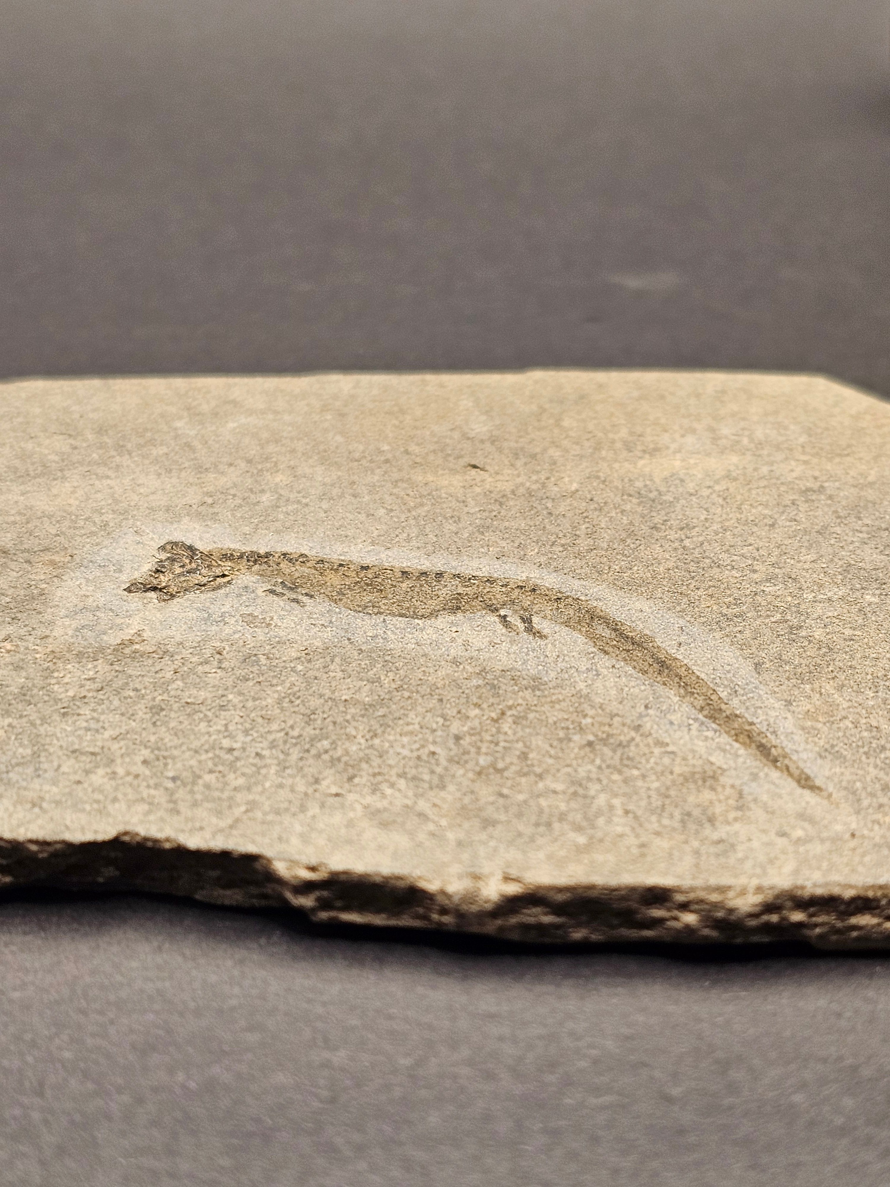 Apateon Branchiosaur | 6cm Specimen — view 6