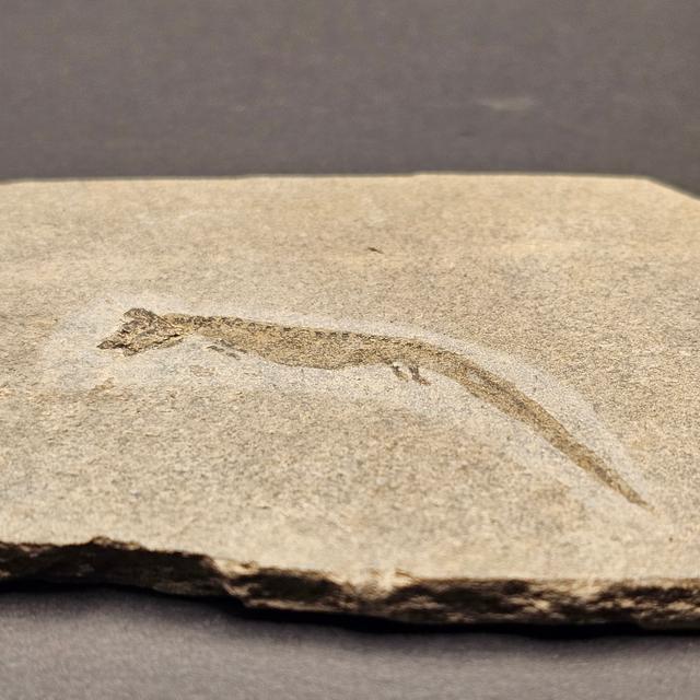 Apateon Branchiosaur | 6cm Specimen — view 6